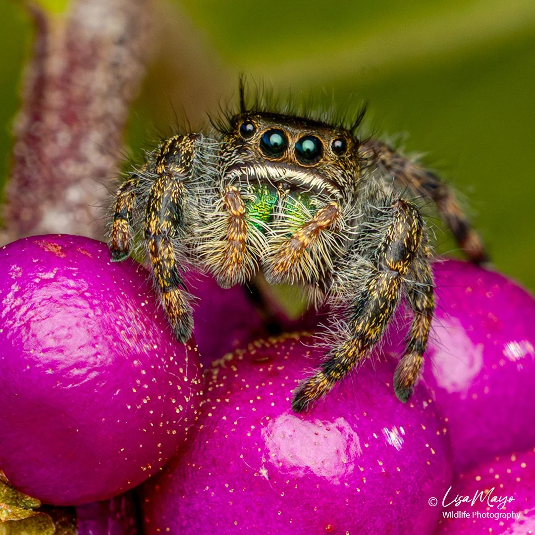 Bold Jumping Spider at Delaware Botanic Gardens