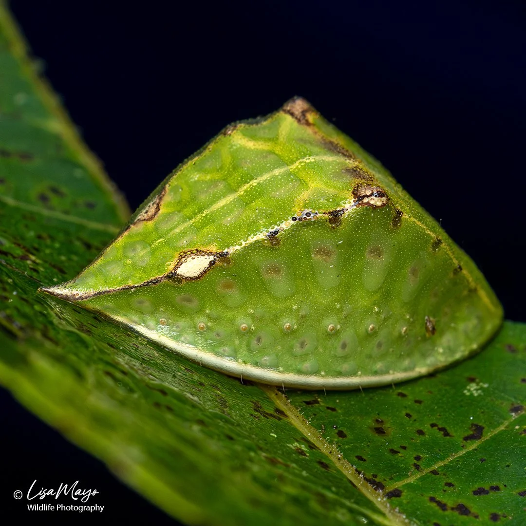 Skiff Moth, Howard County Conservancy, MD