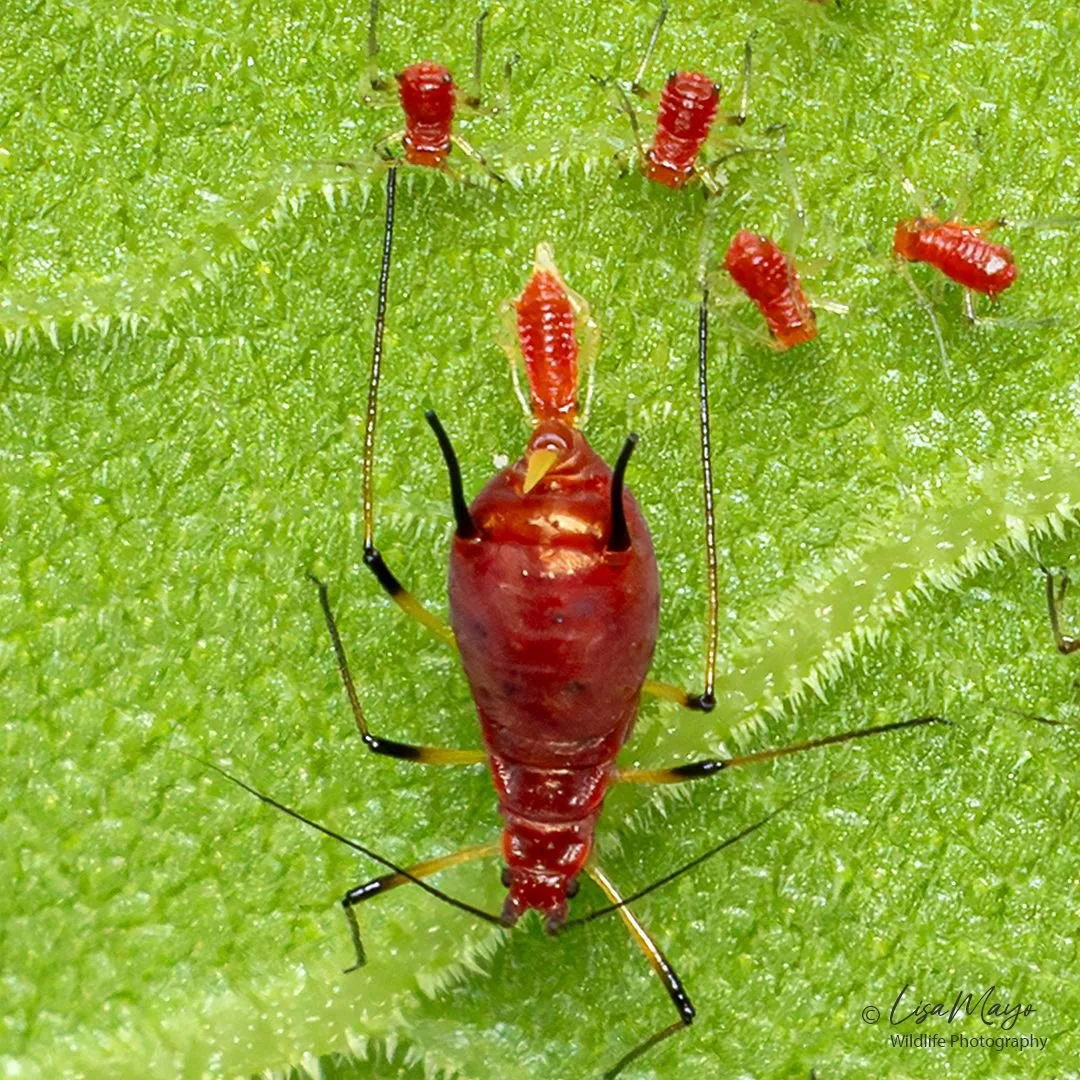 Aphid Giving Live Birth at Eastern Neck NWR, MD
