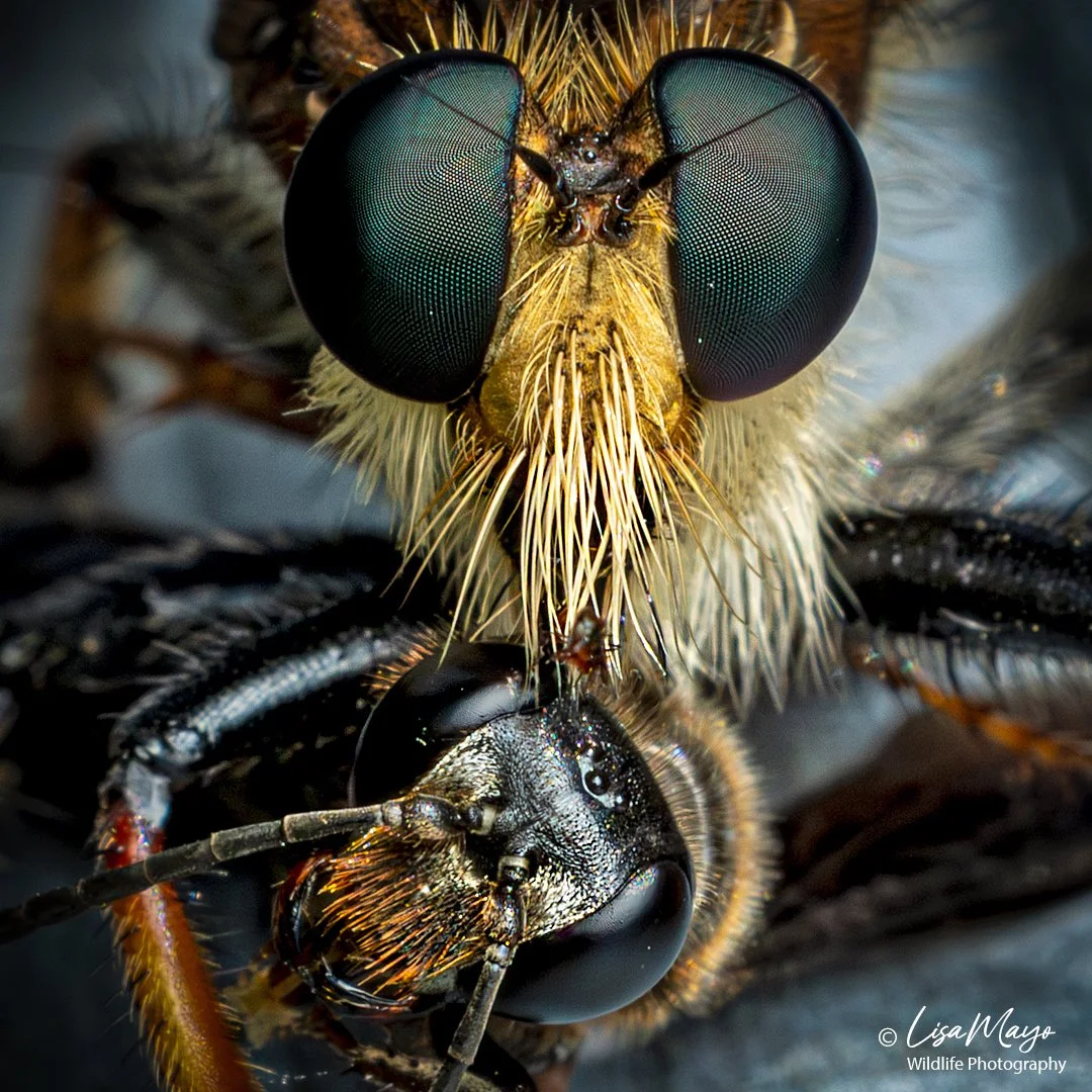 Robber Fly with Wasp at Blackwater NWR, MD