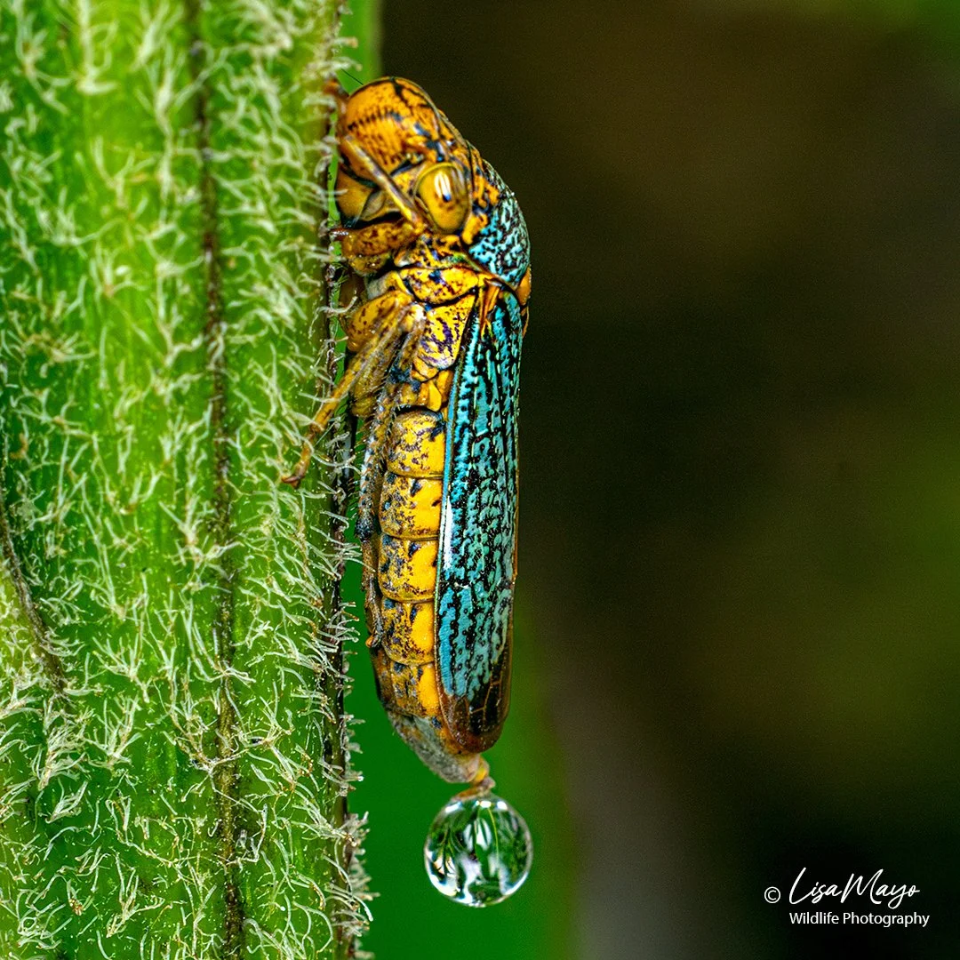 Broad-headed Sharpshooter at Blackwater NWR, MD
