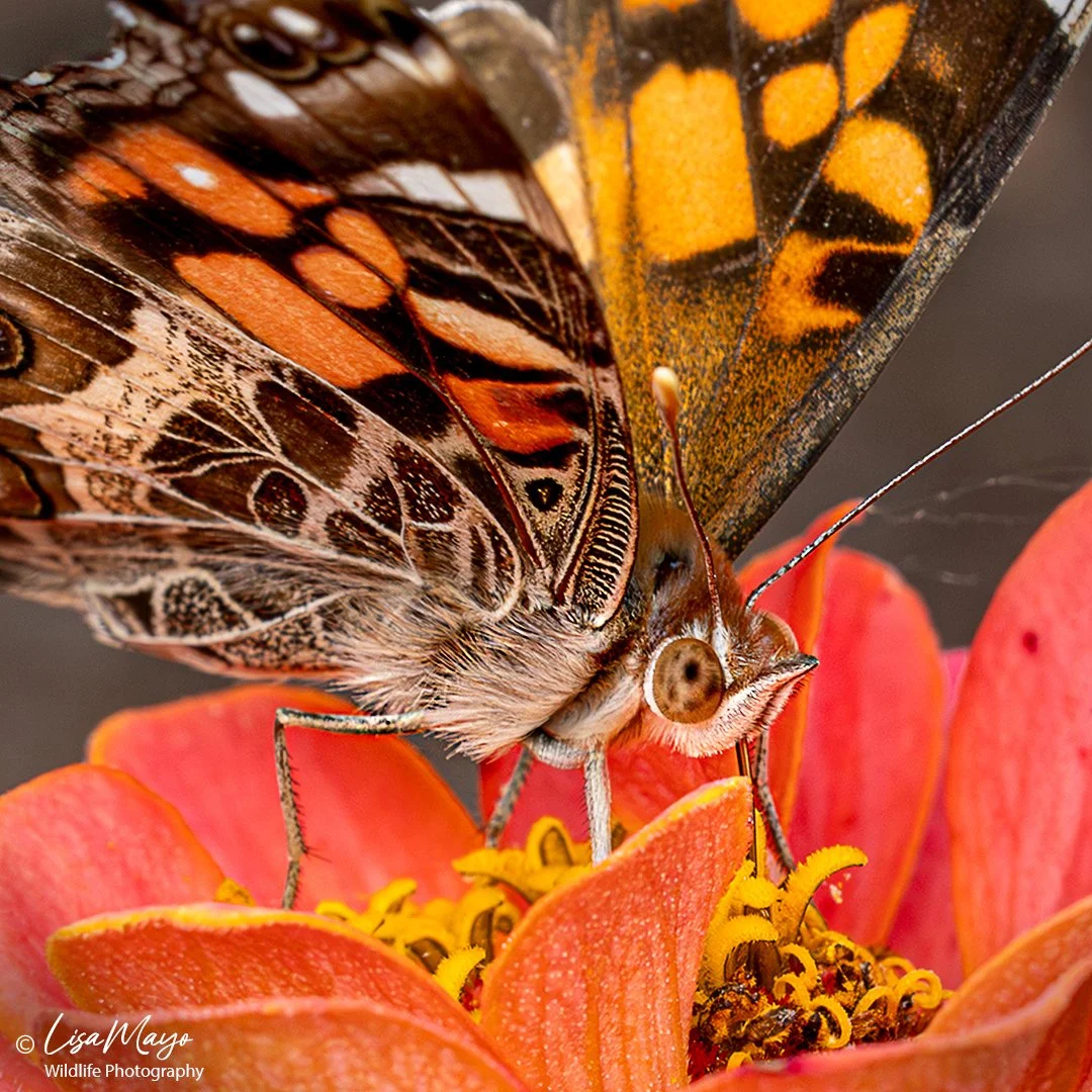 American Lady at Delaware Botanic Gardens