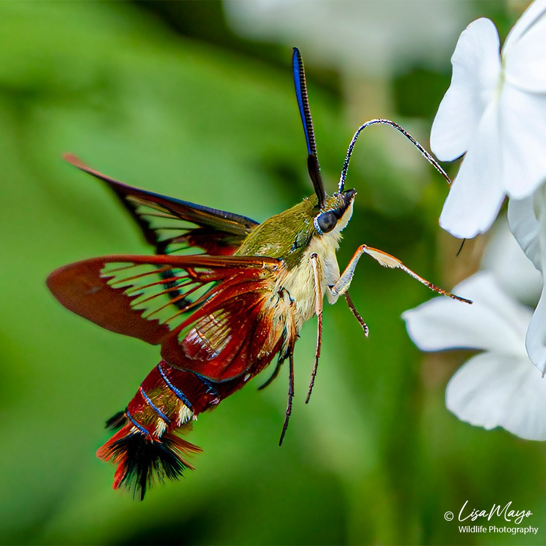 Butterflies and Moths