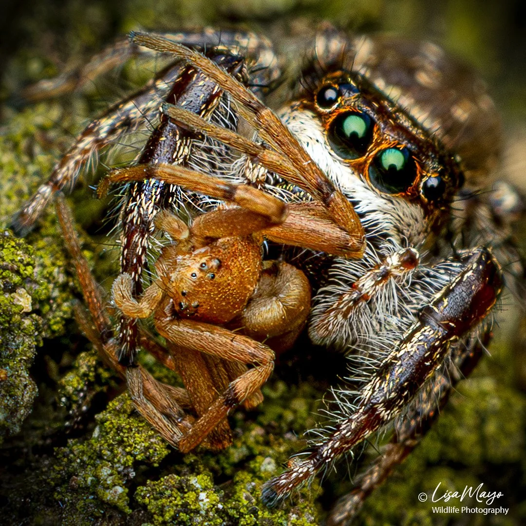 Bronze Jumping Spider with Crab Spider at Blackwater NWR, MD