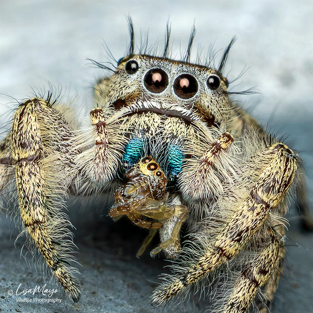 Putnam Jumping Spider at Pocosin Lakes NWR, NC