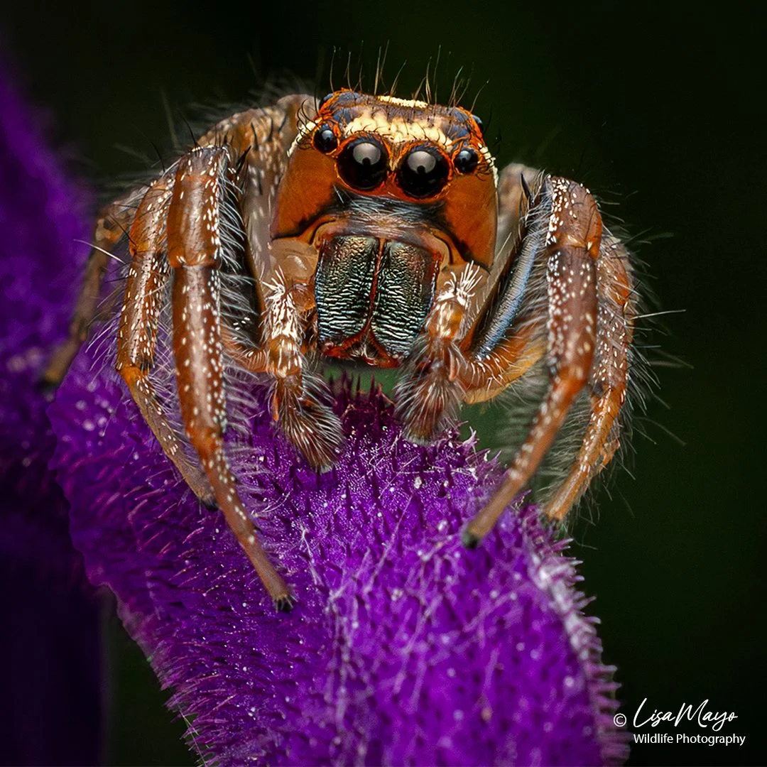 Male Sylvan Jumping Spider at Brookside Gardens, MD