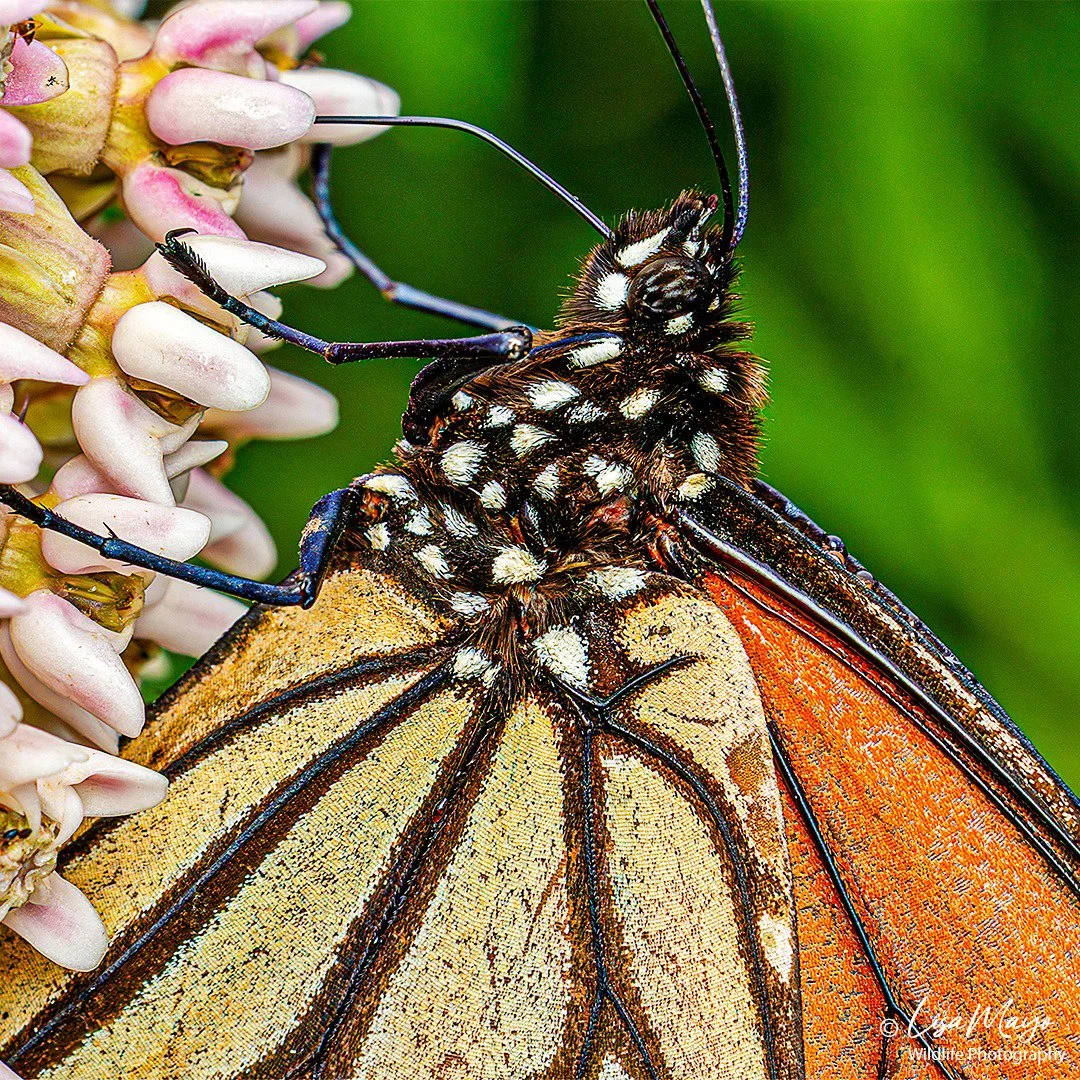 Monarch at Forsythe NWR, NJ