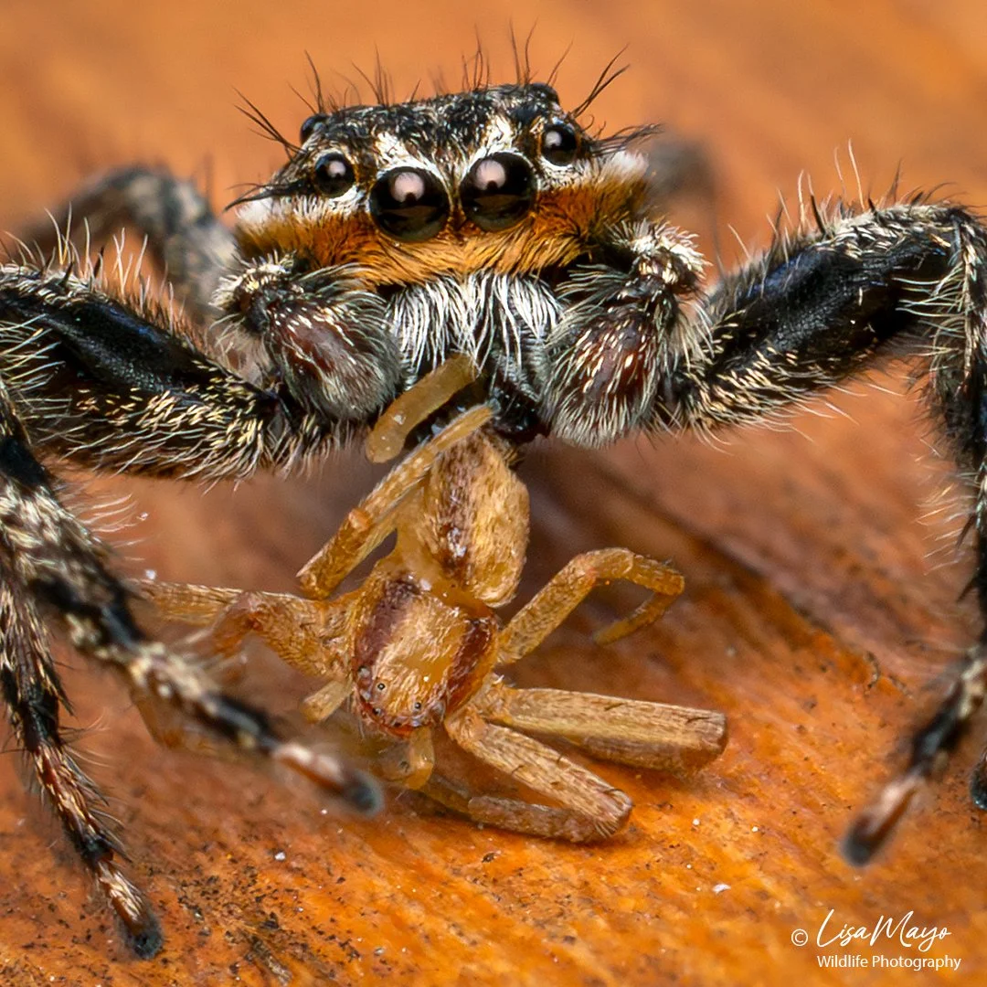 Male Tan Jumping Spider at Delaware Botanic Gardens