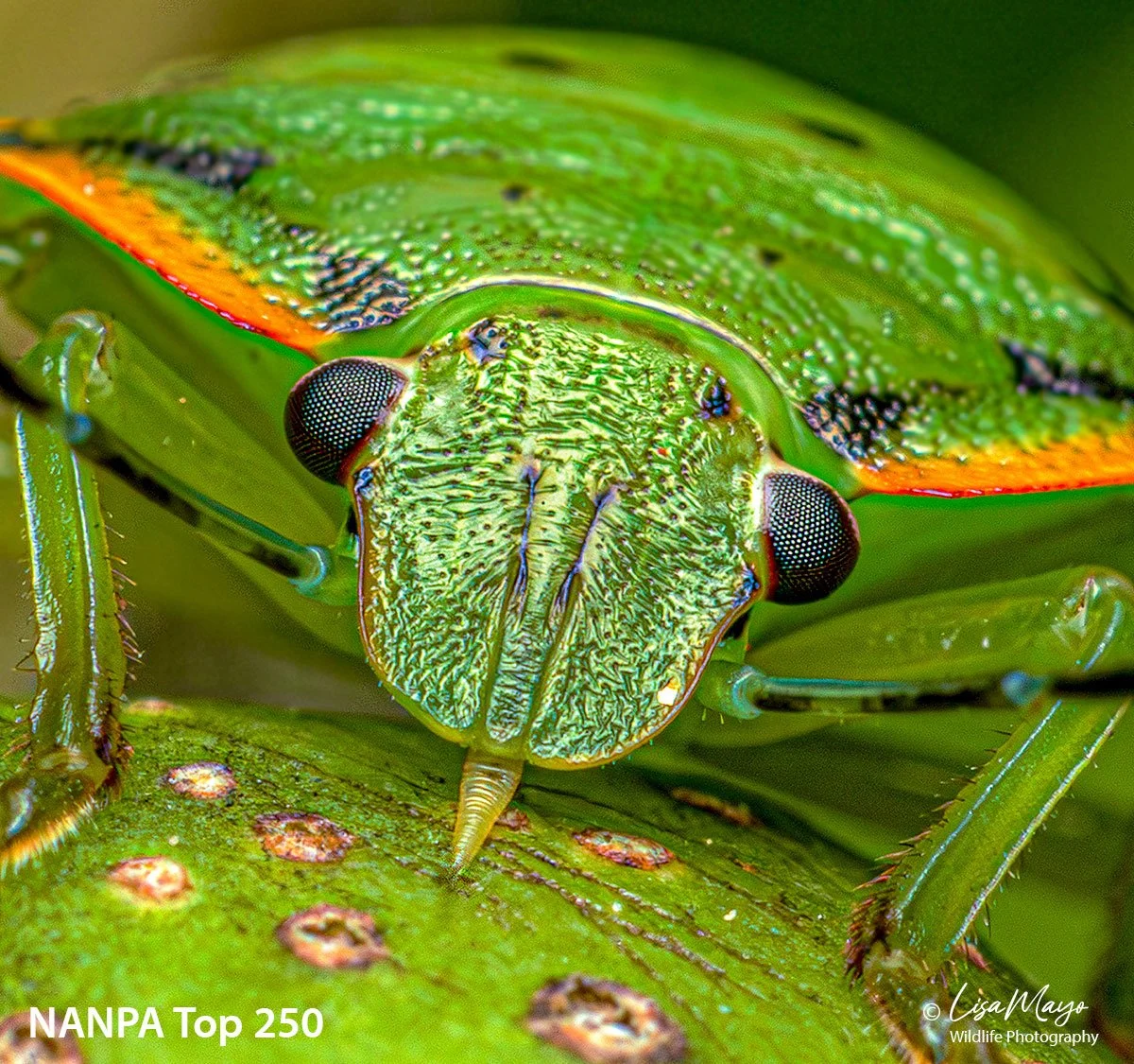 Green Shield Bug Feeding at Brookside Gardens, MD