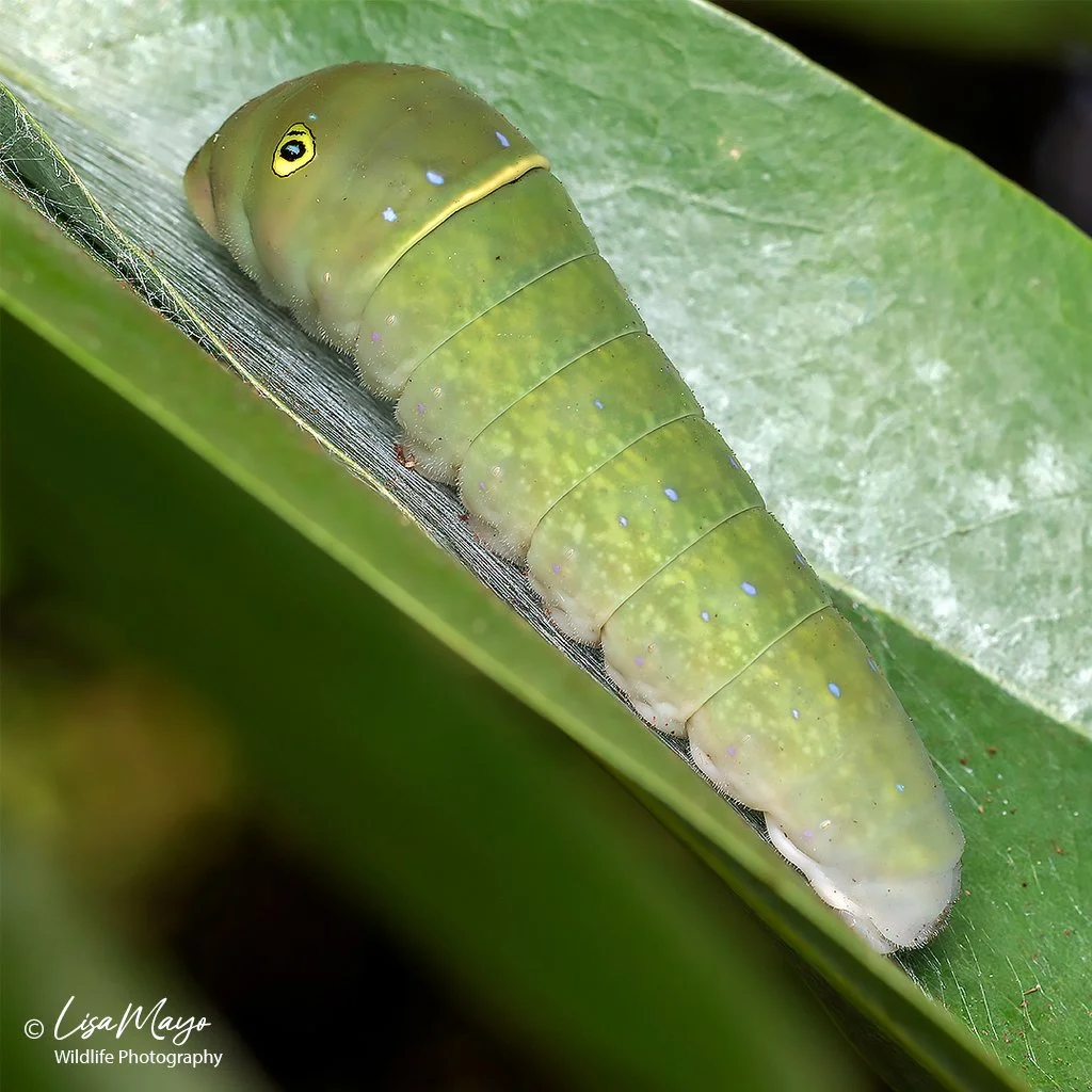 Eastern Tiger Swallowtail, Delaware Botanic Gardens