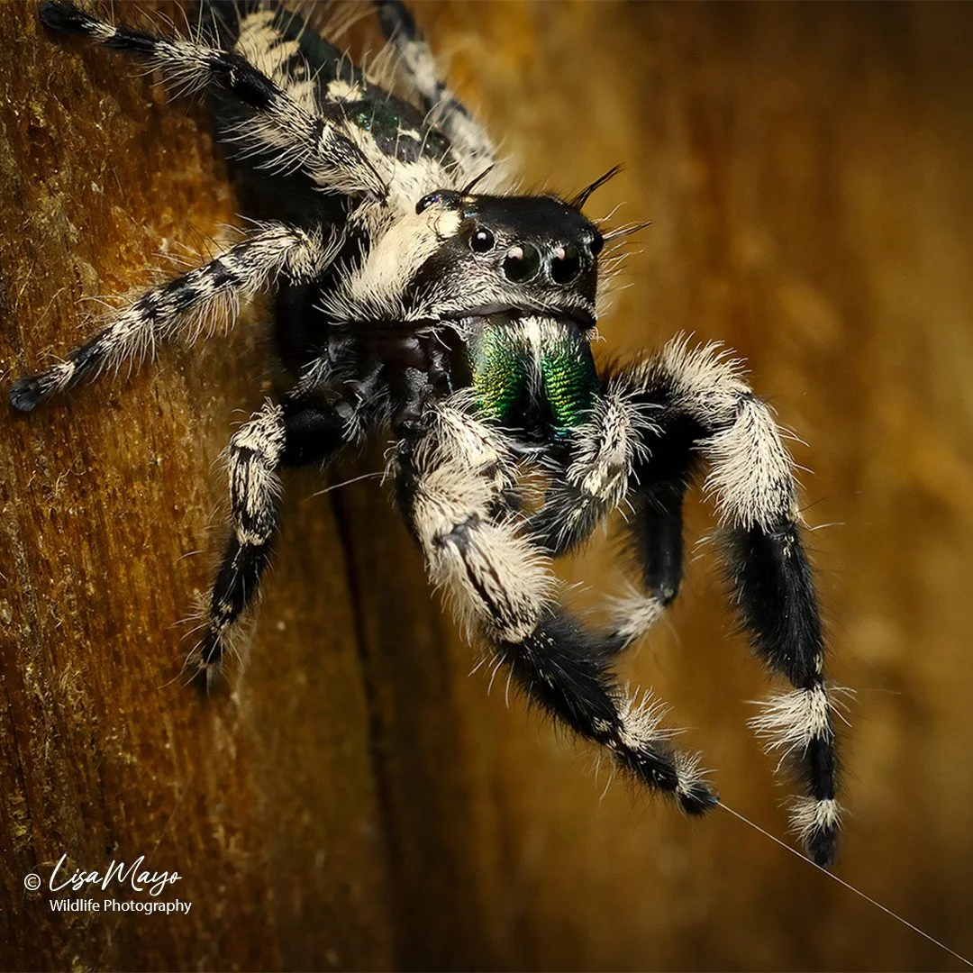 Male Canopy Jumping Spider at Blackwater NWR, MD