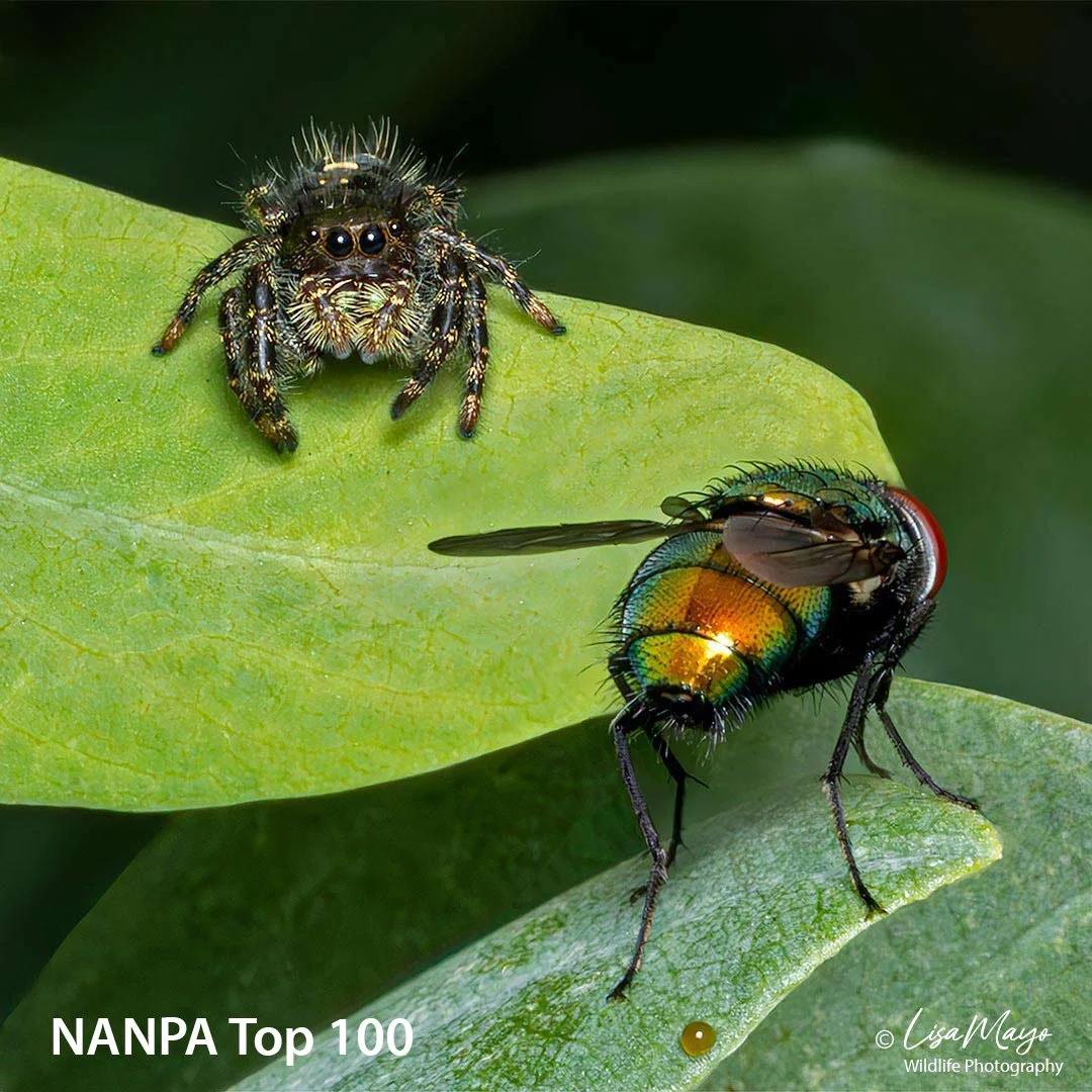 Bold Jumping Spider at Blackhill Regional Park, MD