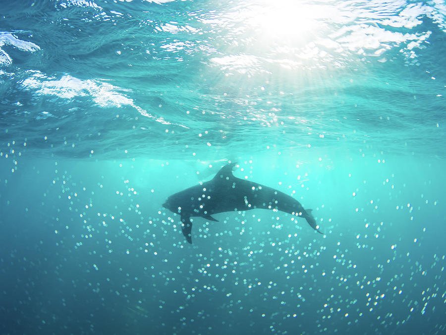 dreamy-dolphin-nw-dive-girl-pamela-treischel.jpg