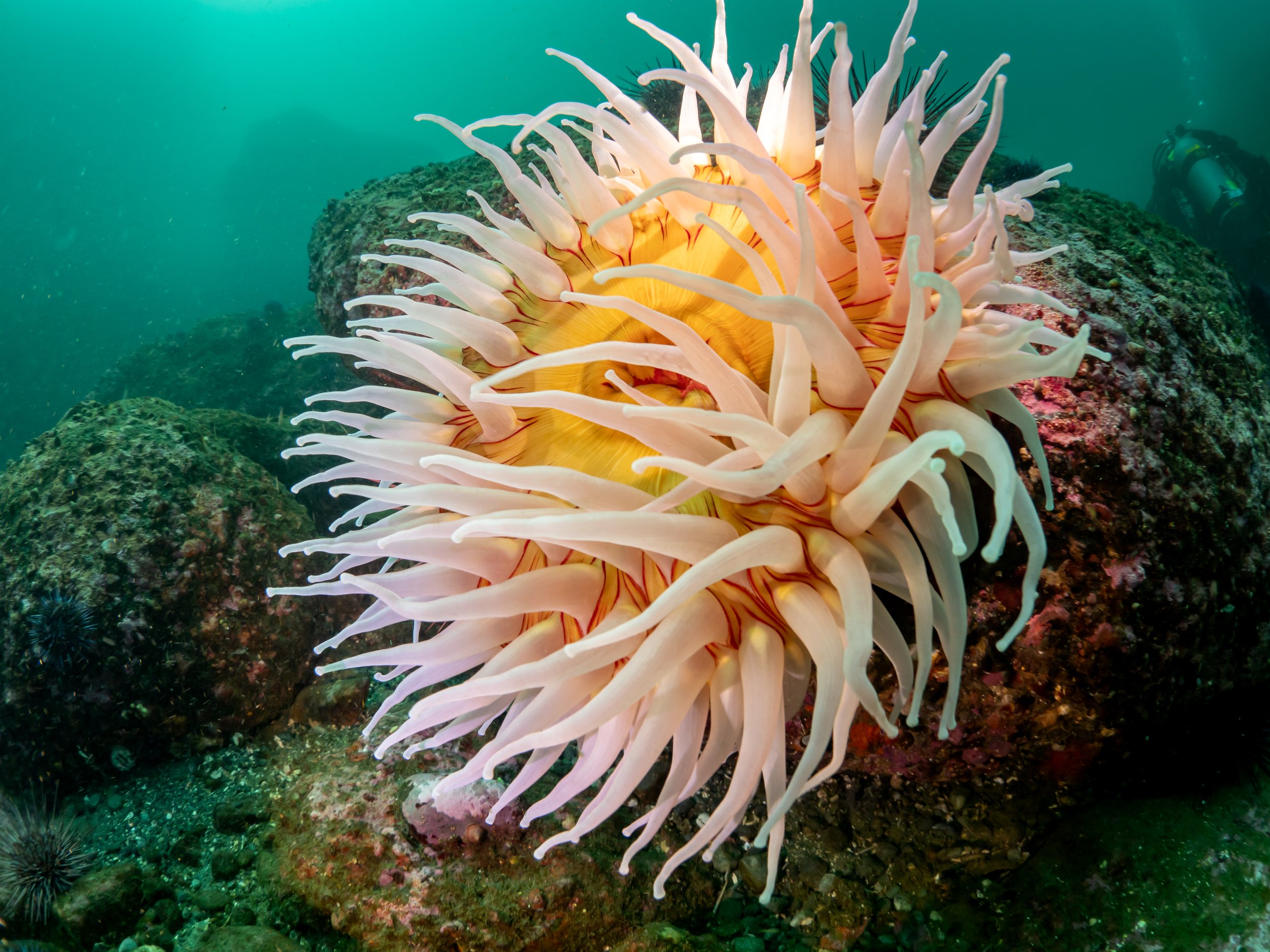 Neah Bay Anemone