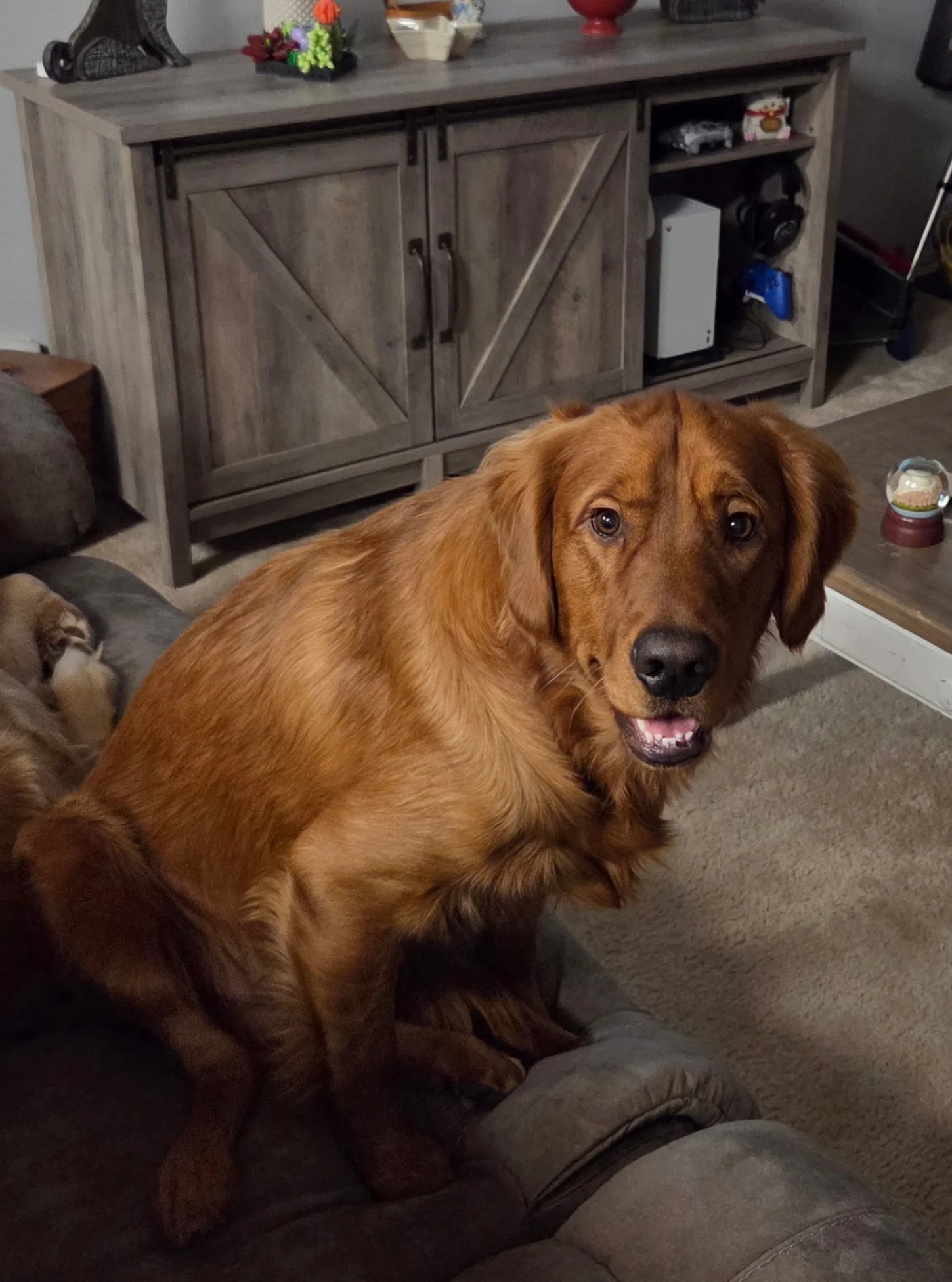 A golden retriever dog sitting on a couch, looking at the camera with an open mouth. In the background, there is a wooden cabinet and a cat lying on the couch.