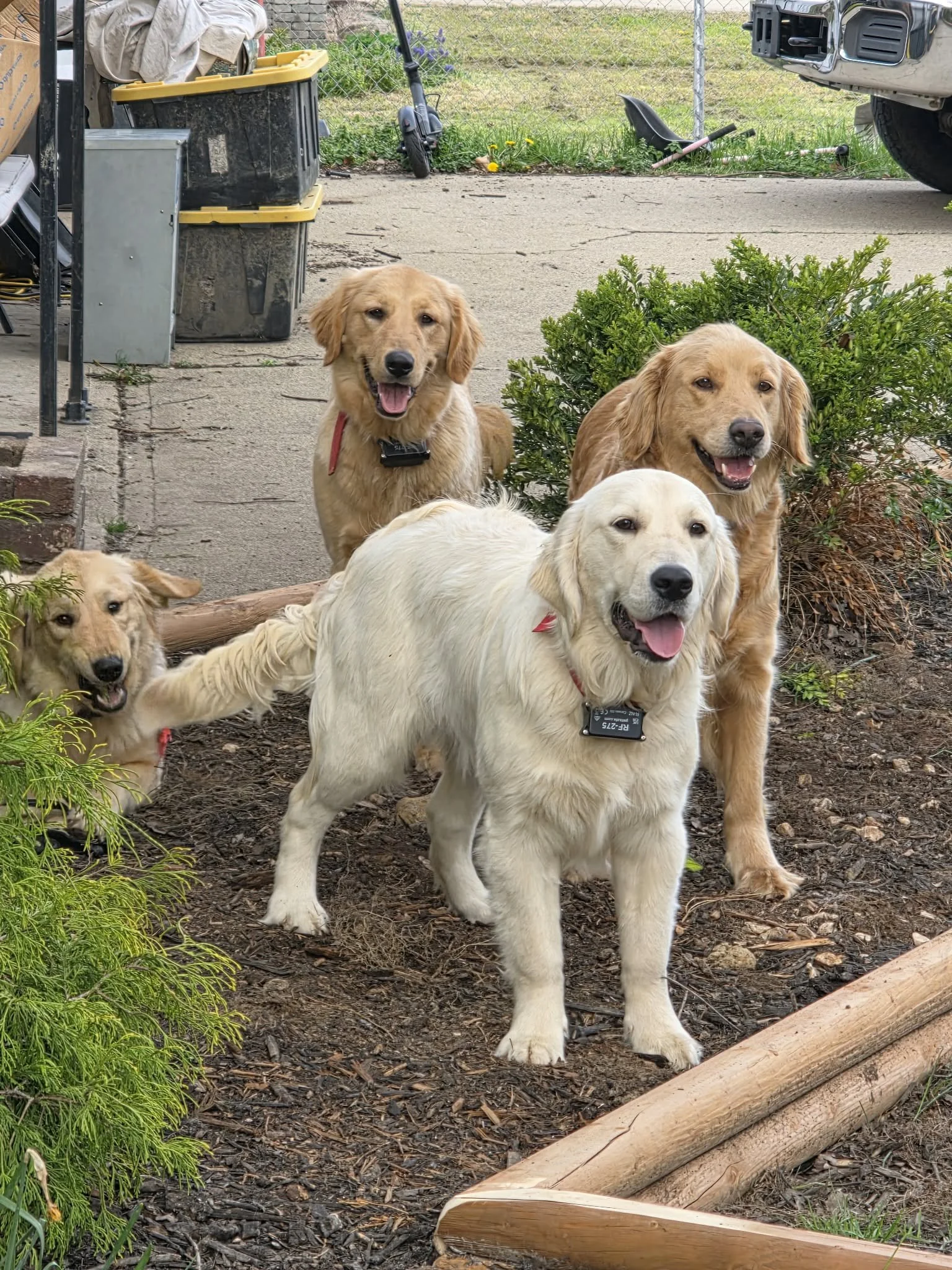 Four golden retrievers, one with a white coat, posing outdoors on a garden bed with mulch, plants, and a wooden log. Background includes a concrete patio, garden tools, bins, and a vehicle.