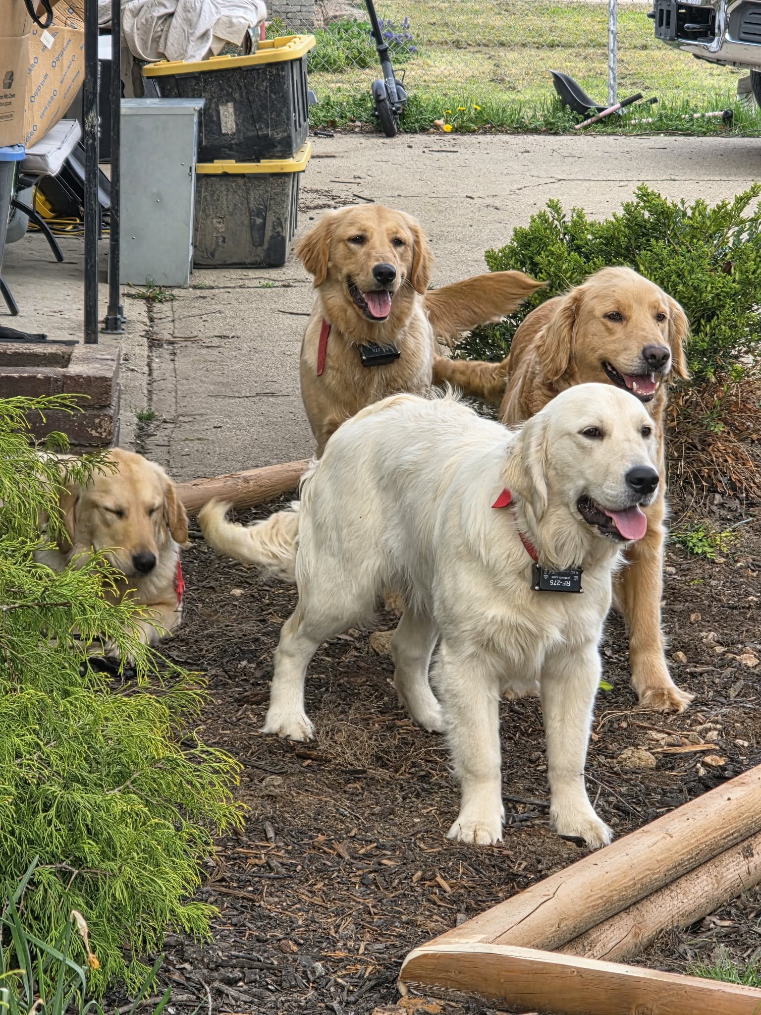 Four dogs, including two golden retrievers and two retrievers puppy, are playing outdoors next to a bush and a sidewalk, with garden tools and storage bins in the background.
