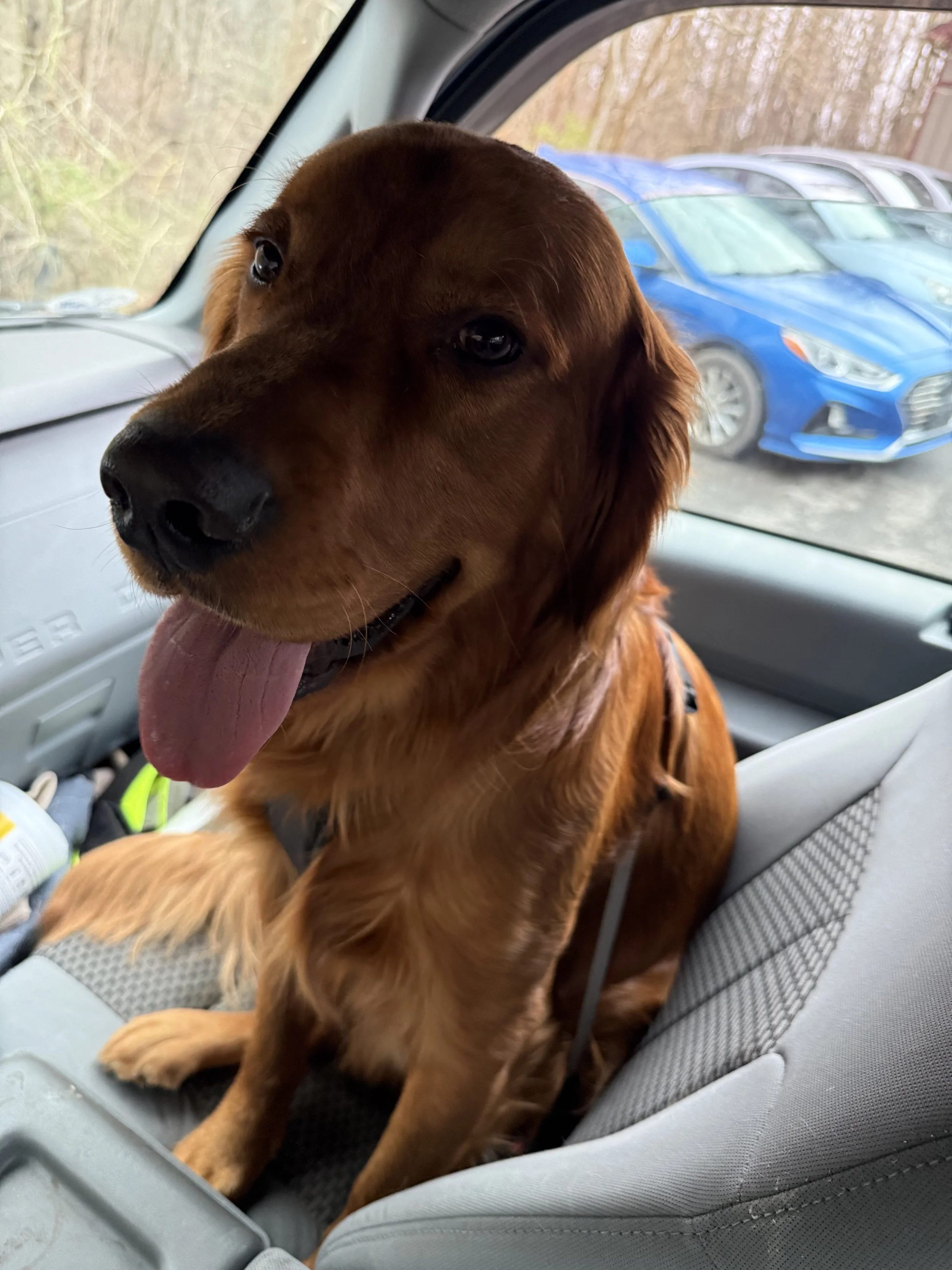 A happy golden retriever sitting in a car seat with its tongue out, looking at the camera.