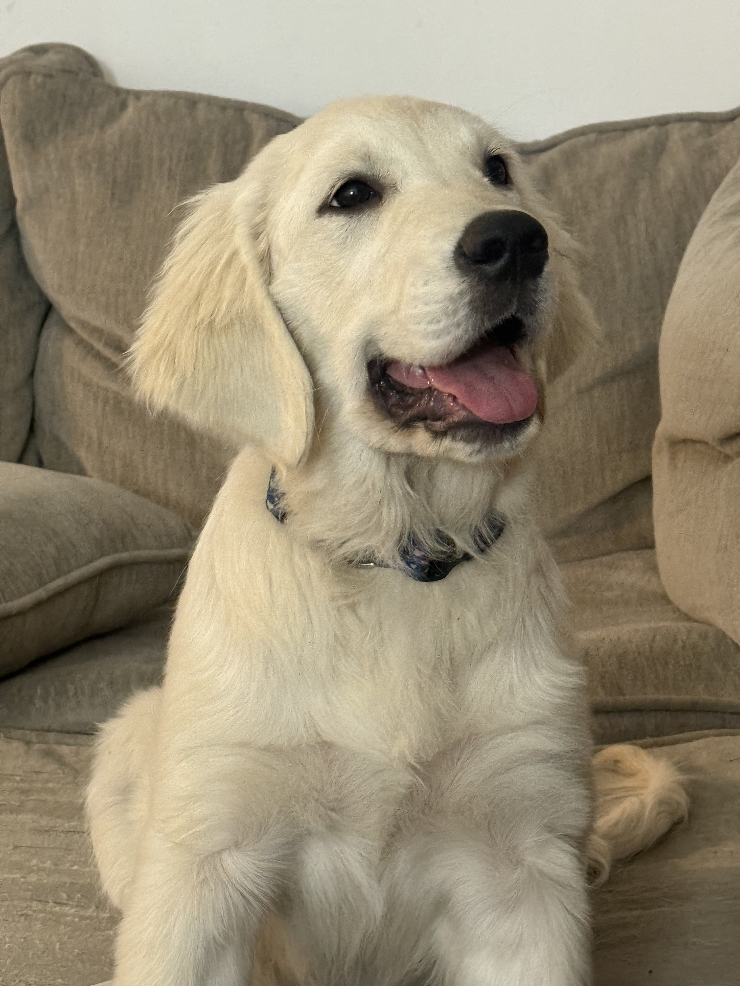 A cute golden retriever puppy lying on a couch, smiling with an open mouth, in front of a decorative pillow.