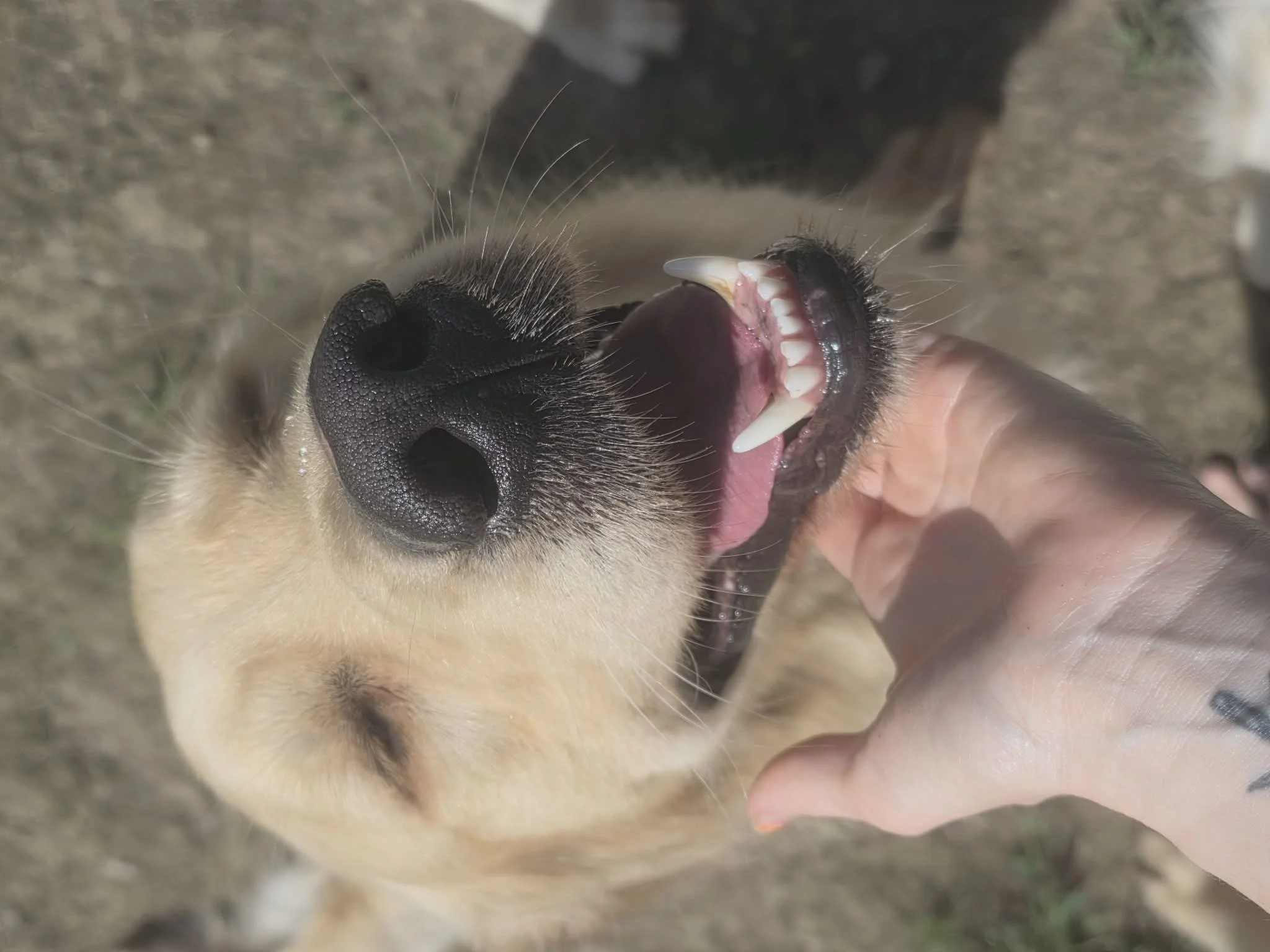 Close-up of a golden retrievers face, showing black nose, open mouth with white teeth, pink tongue, and black lips, with person gently holding its chin.