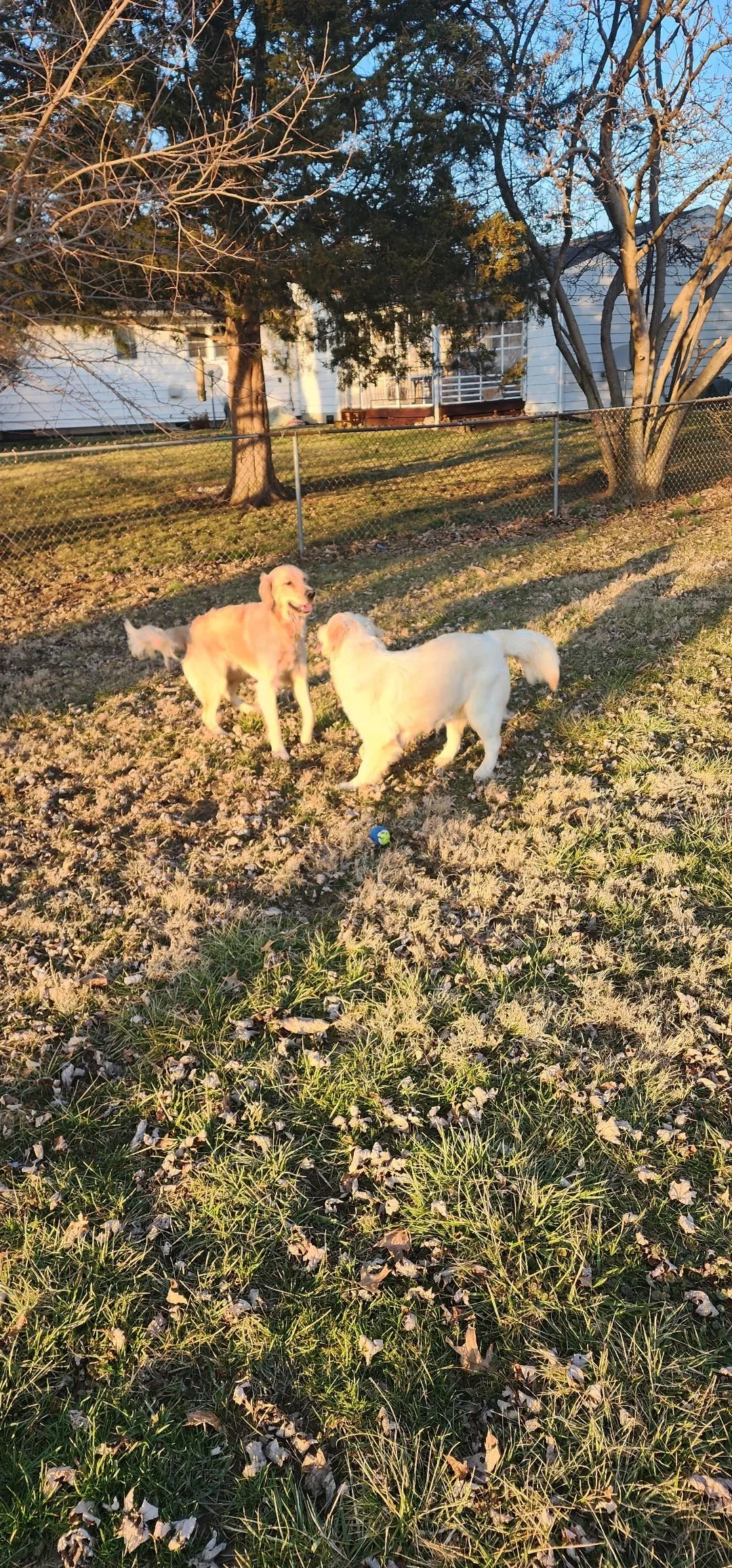 Two dogs playing together outside in a grassy yard, near a chain-link fence, with houses and trees in the background, during late afternoon or early evening.