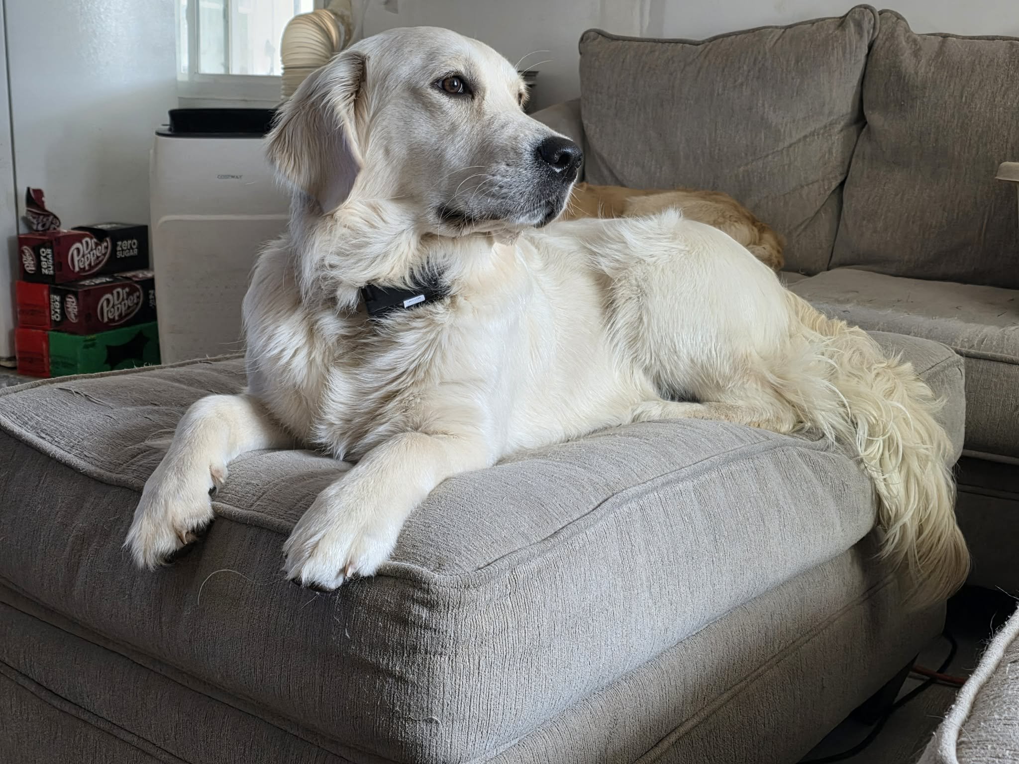 A light-colored dog, possibly a Golden Retriever, is lying on a gray couch with a relaxed posture, looking to the side. Behind the dog, there is a second dog partially visible, with a golden coat, resting against the back of the couch.