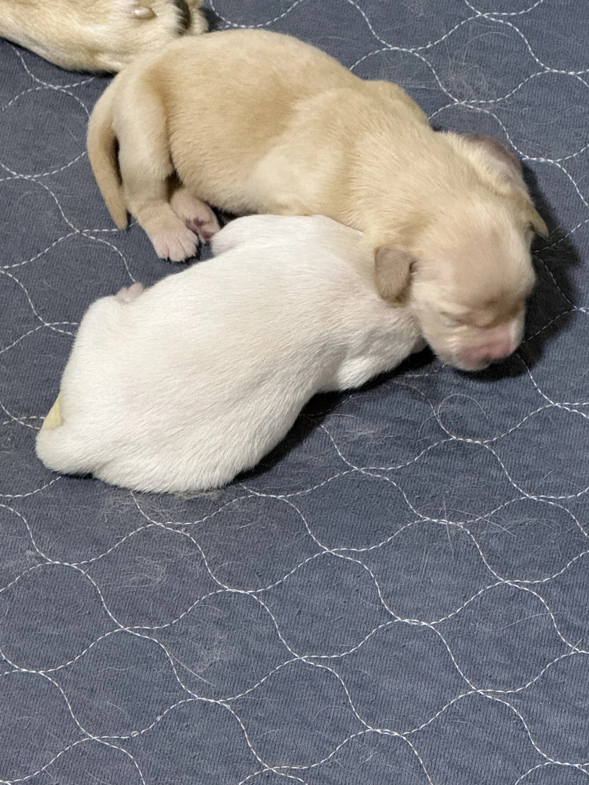 Two puppies sleeping on a dark quilted blanket.