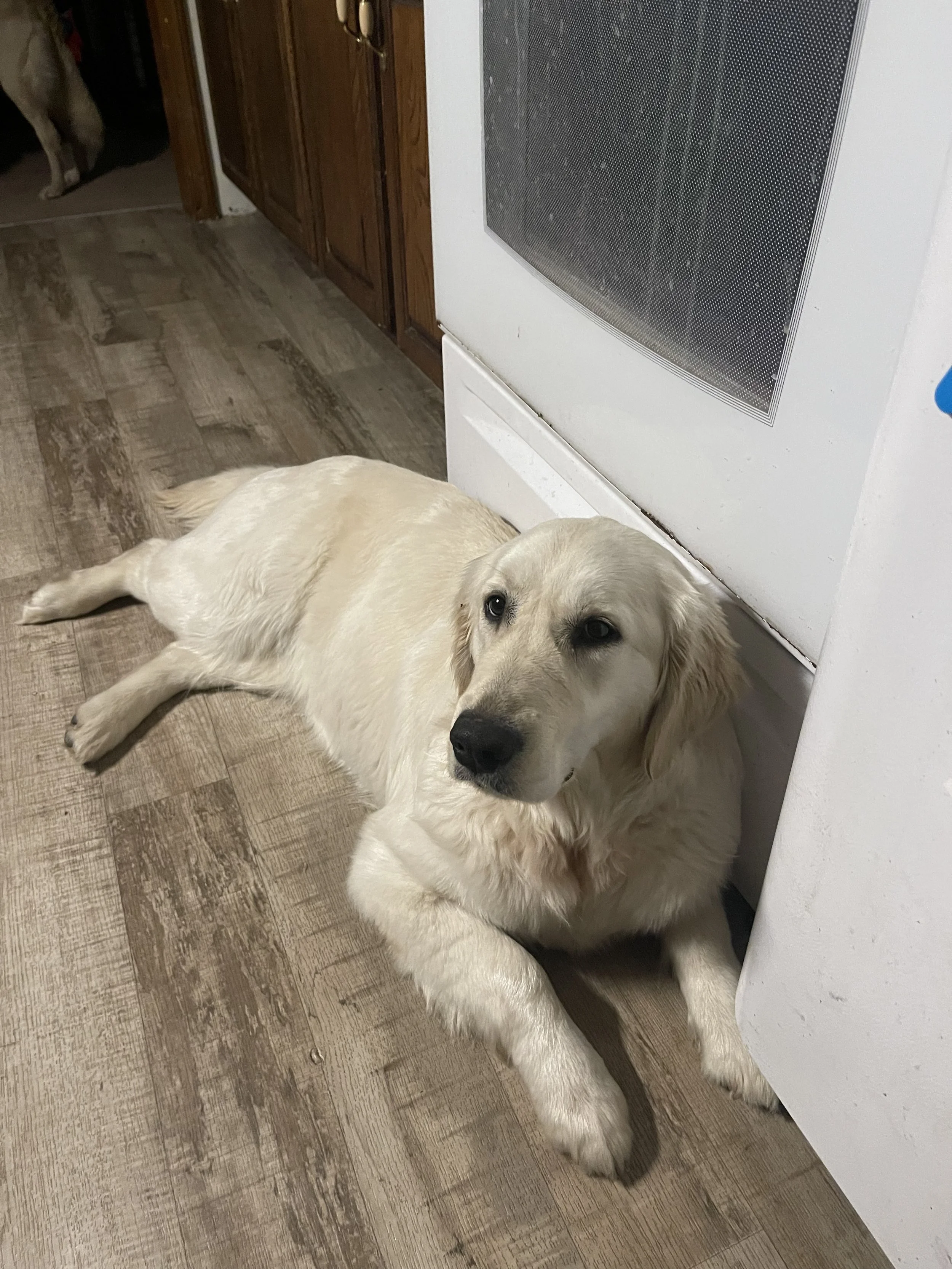A golden retriever lying on a wooden floor next to a white stove, with part of another dog visible in the background near a door.
