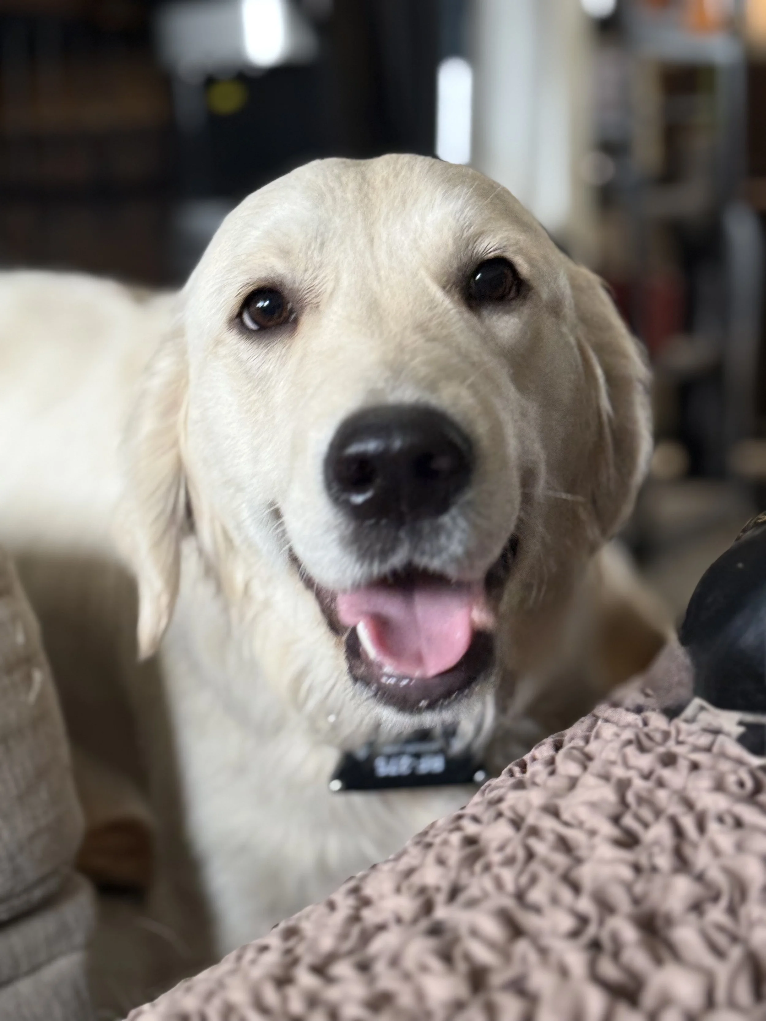 Close-up of a happy Golden Retriever with a black collar, sitting on a beige couch with a textured blanket, inside a cozy living room.