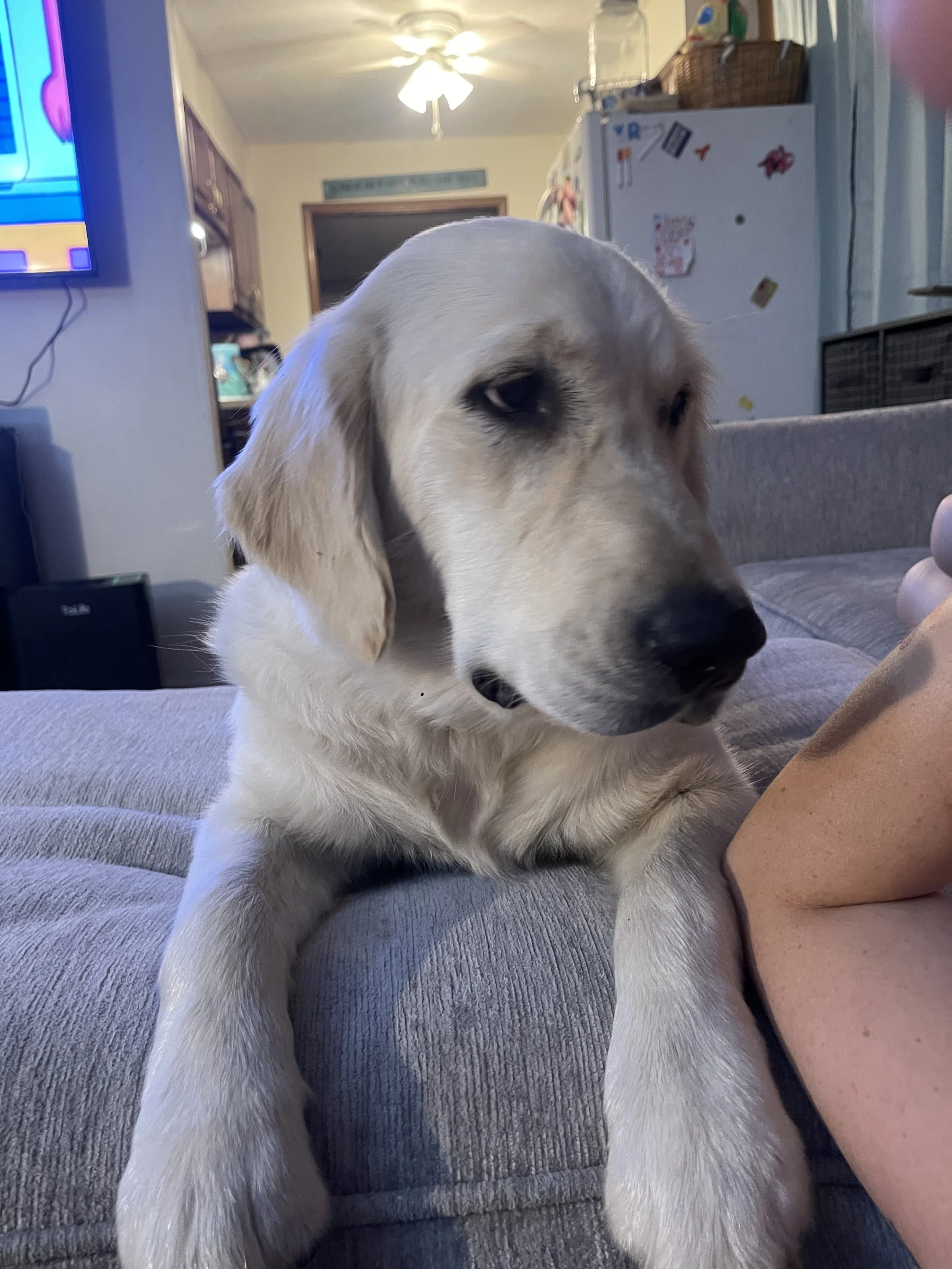 Close-up of a cream-colored Labrador Retriever puppy resting on a gray couch, with a hand partially visible nearby, in a living room.