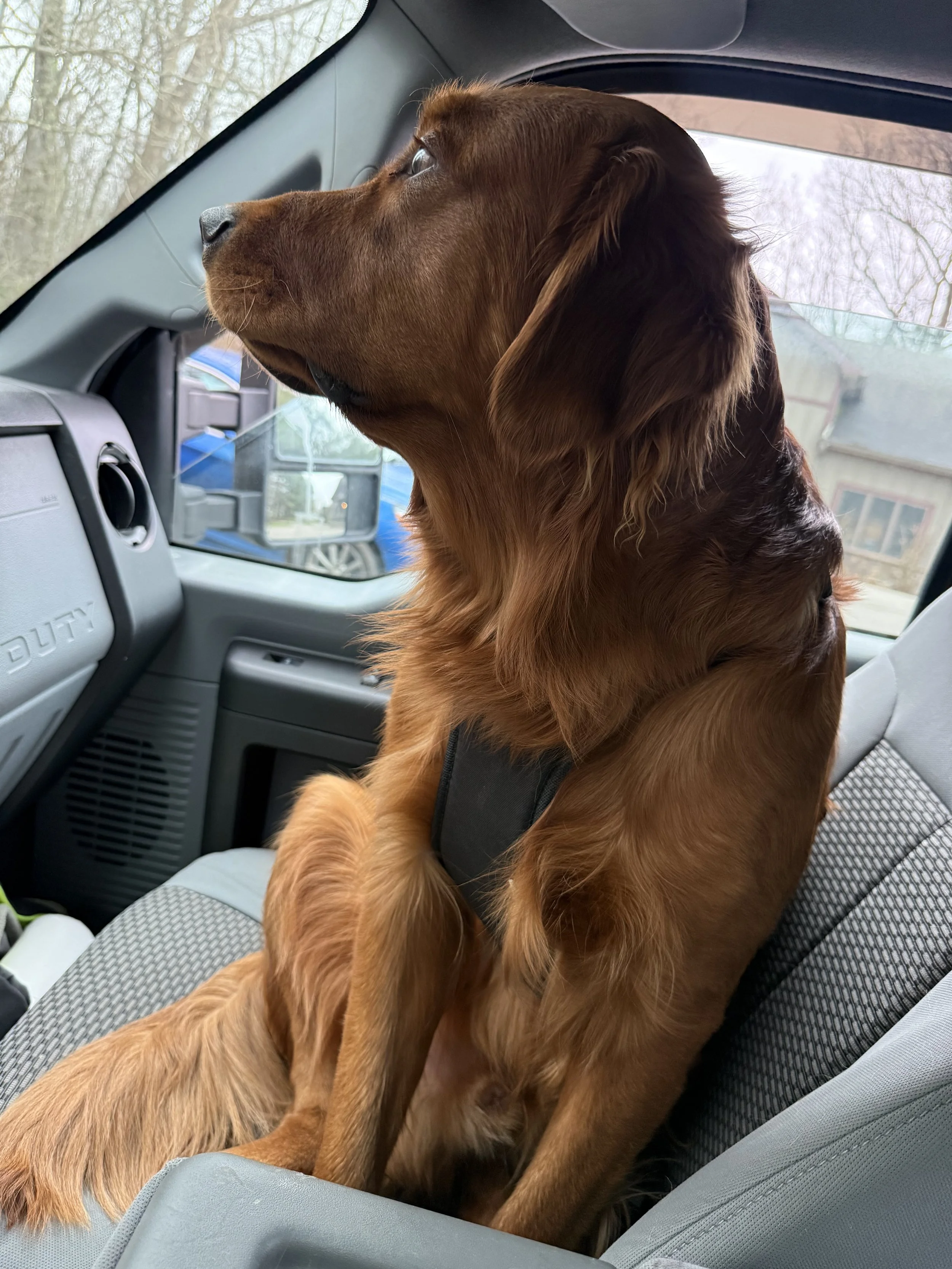 A brown dog sitting in the passenger seat of a car, looking out the window.