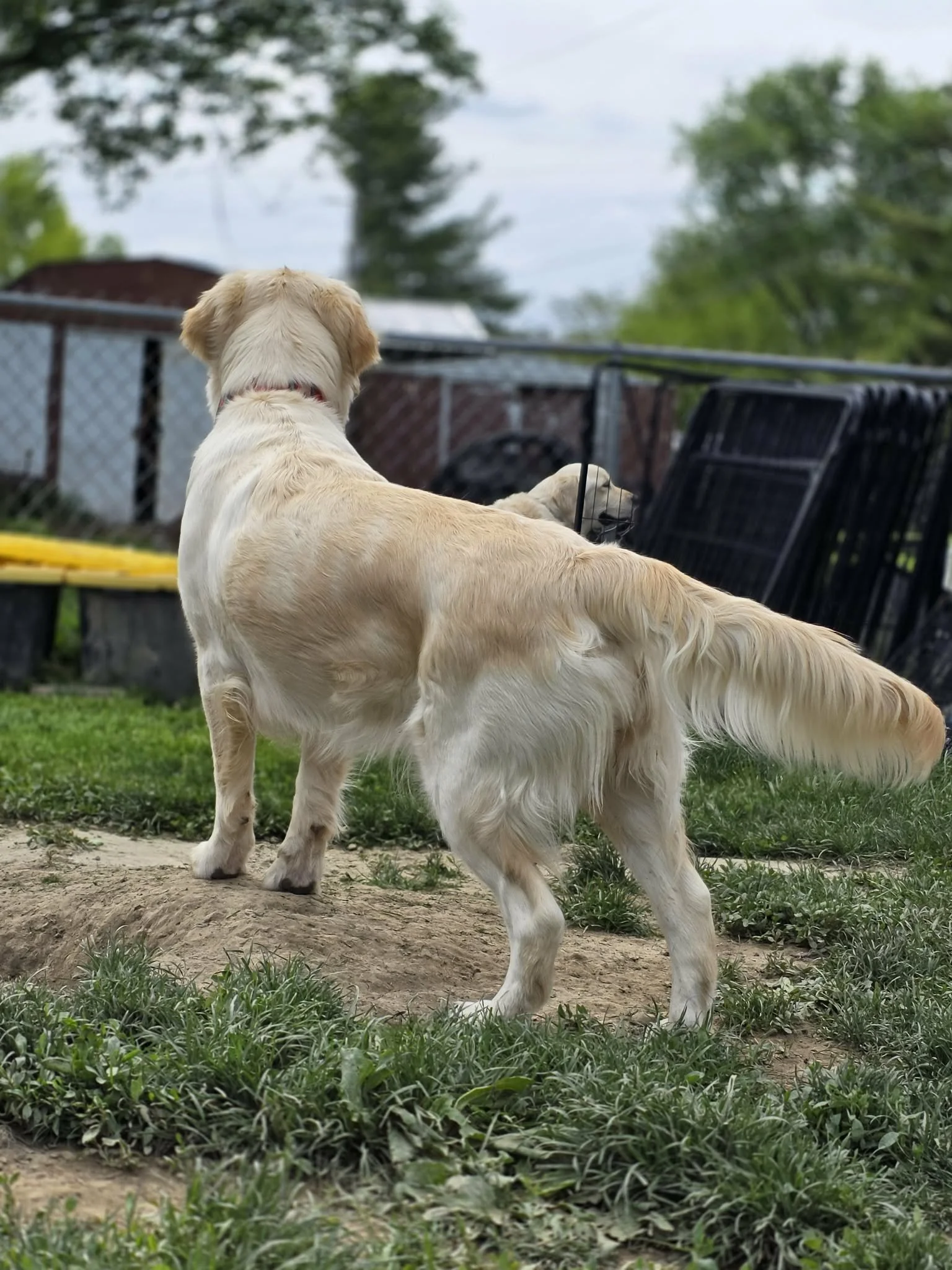 A golden retriever dog standing outdoors on grass, looking away from the camera.