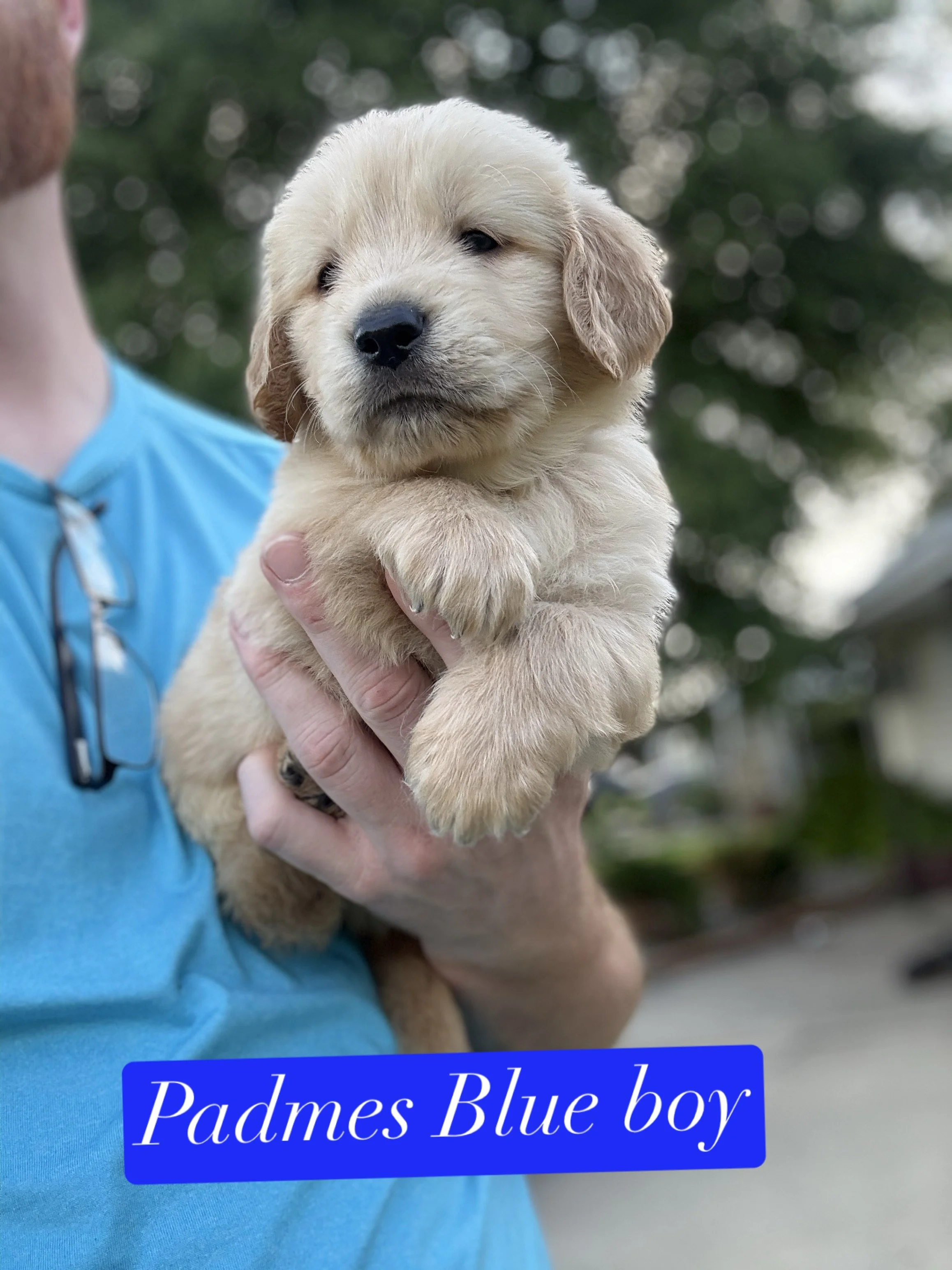 Close-up of a golden retriever puppy with closed eyes being held in a person's hand. The puppy is inside a wire animal enclosure with a wooden background. A blue sticker with the words 'blue boy' and a blue heart emoji is visible on the image.