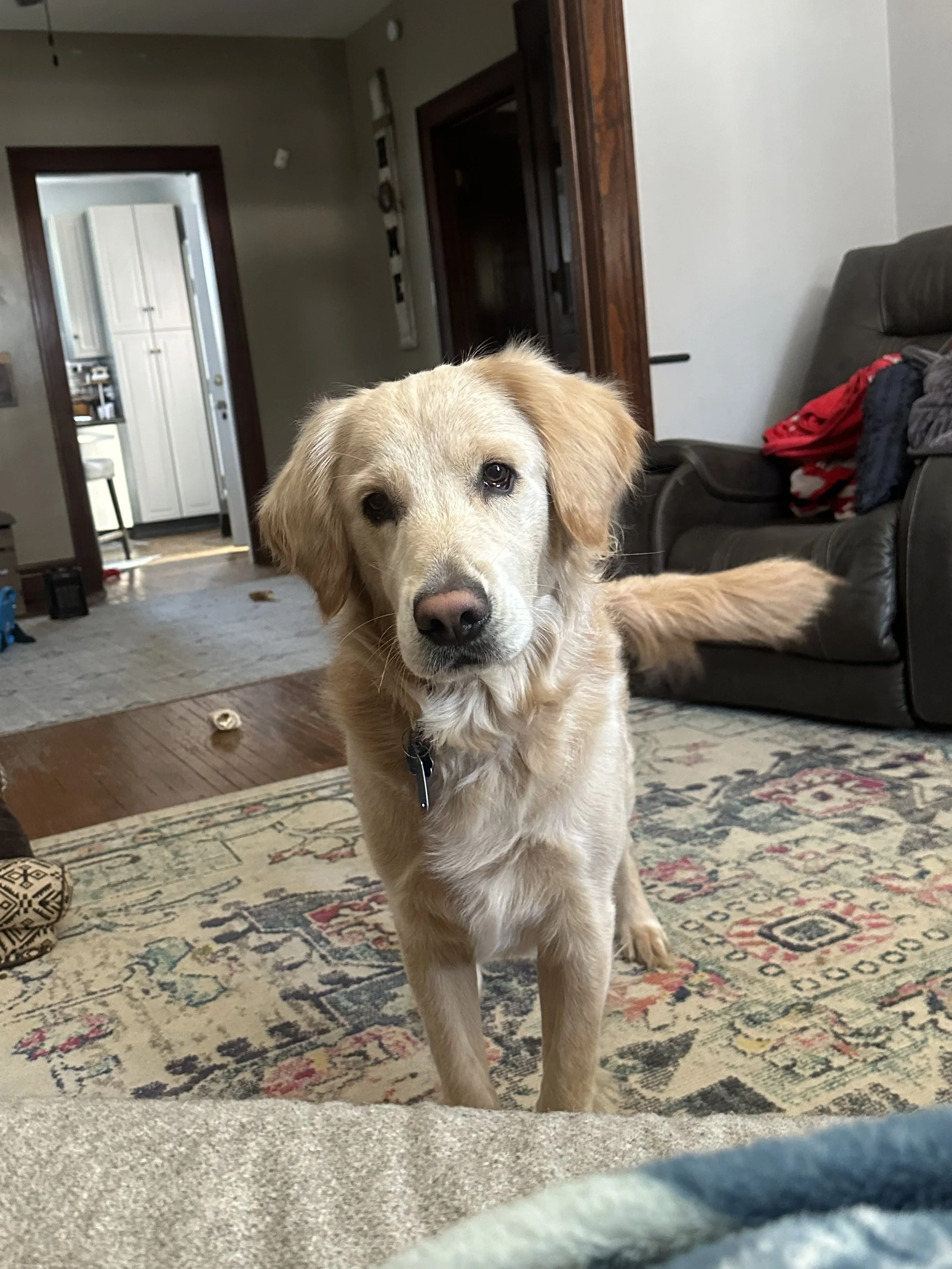 Cute golden retriever dog standing on a patterned rug inside a living room, looking directly at the camera.