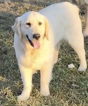 White dog with floppy ears standing outdoors on grass, looking at the camera