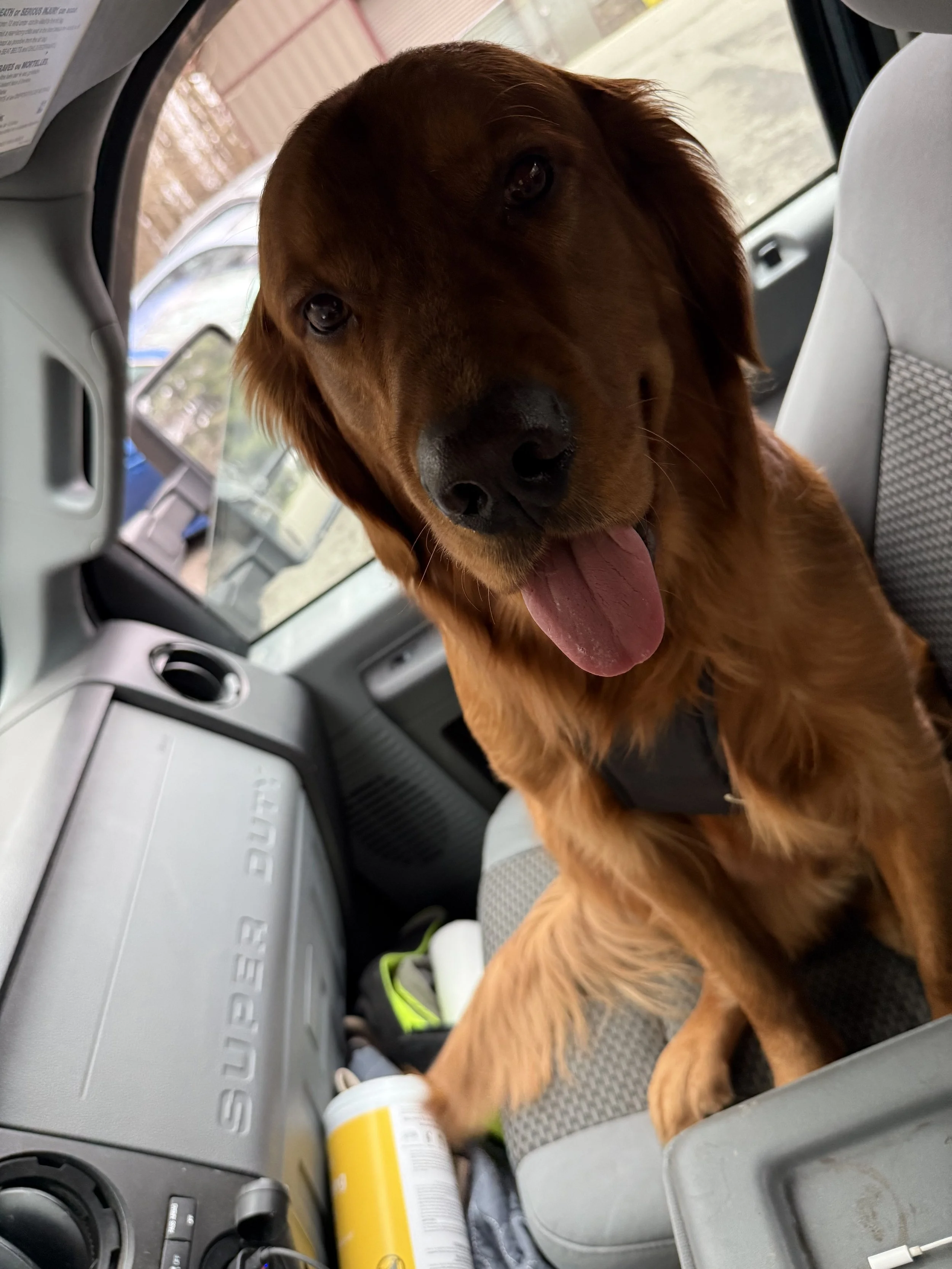 A happy golden retriever dog sitting in a vehicle's passenger seat with its tongue out, looking at the camera.