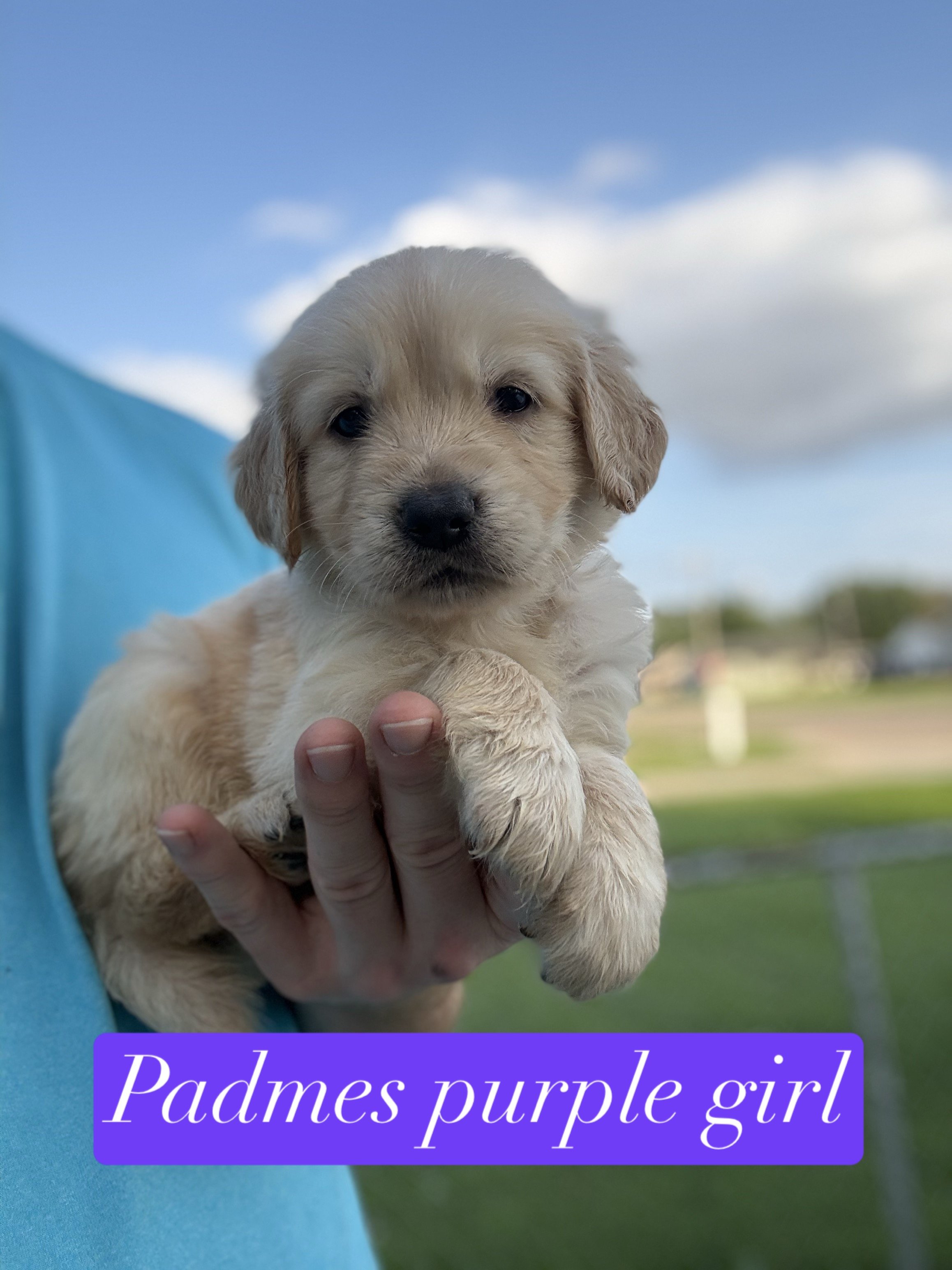 A small, light-colored puppy with closed eyes being held gently in a person's hands inside a fenced enclosure. The person is wearing a gray shirt and has a tattoo on their wrist. There's a sticker in the bottom left corner that reads 'purple girl' with a purple heart.