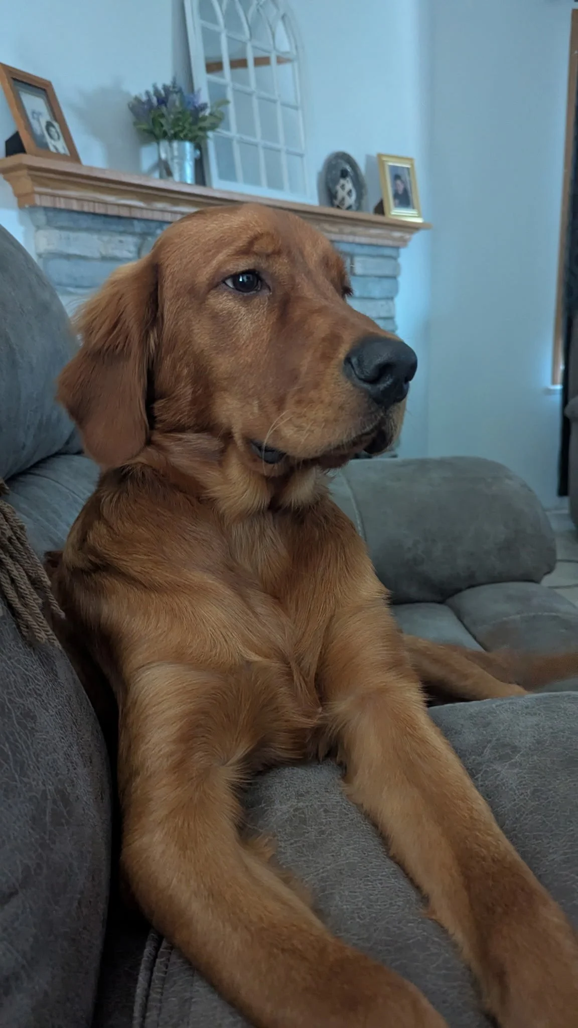 A young golden retriever dog laying on a gray couch, looking to the right with a calm expression.