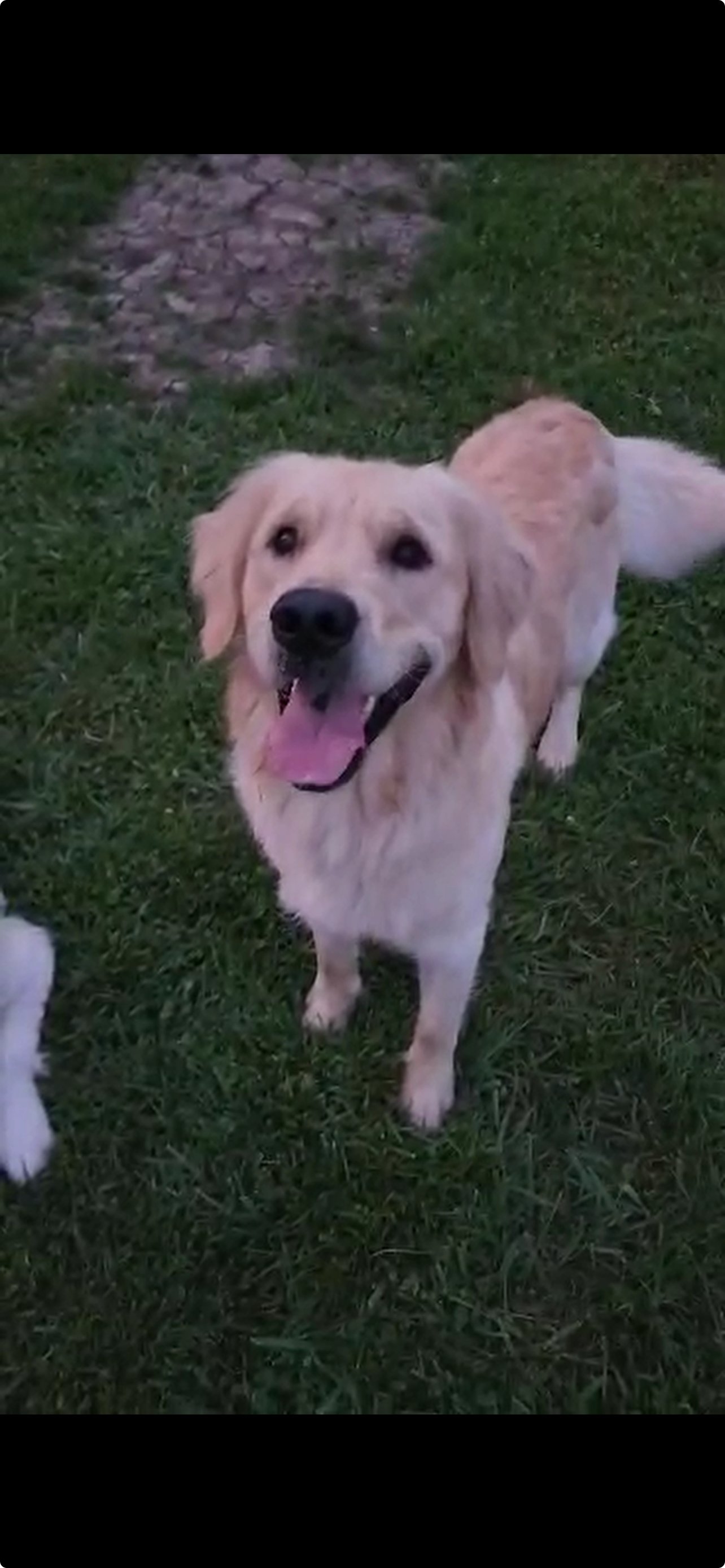 A happy golden retriever standing on green grass with an open mouth and tongue out, looking up at the camera.