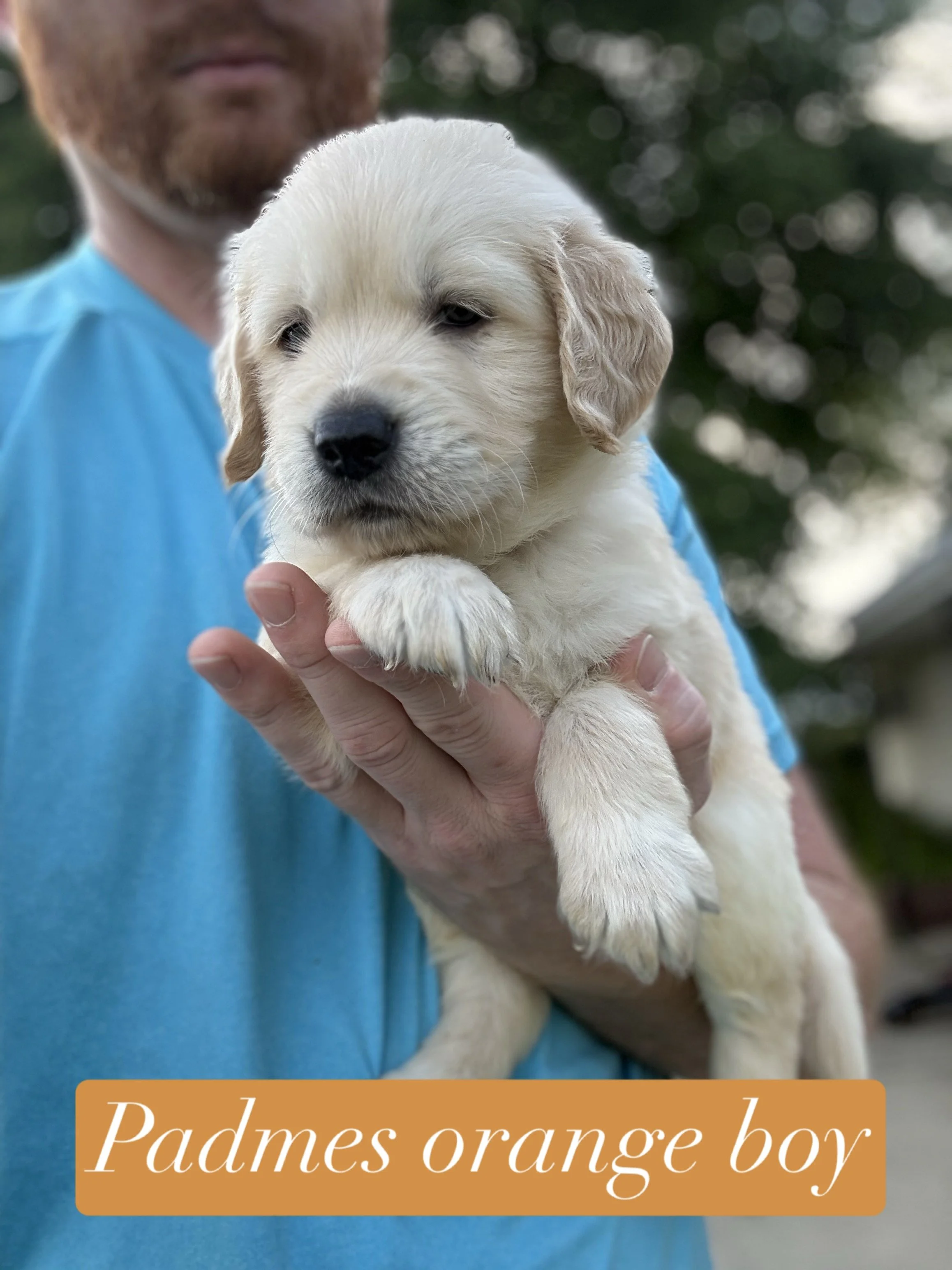 A adorable baby  Retriever puppy being held on a person's lap. The puppy has closed eyes and black paw pads visible. The background shows a black wire crate and a beige wall with a curtain. There is a yellow sticker with orange hearts and the text 'orange boy' partially visible at the bottom right corner.
