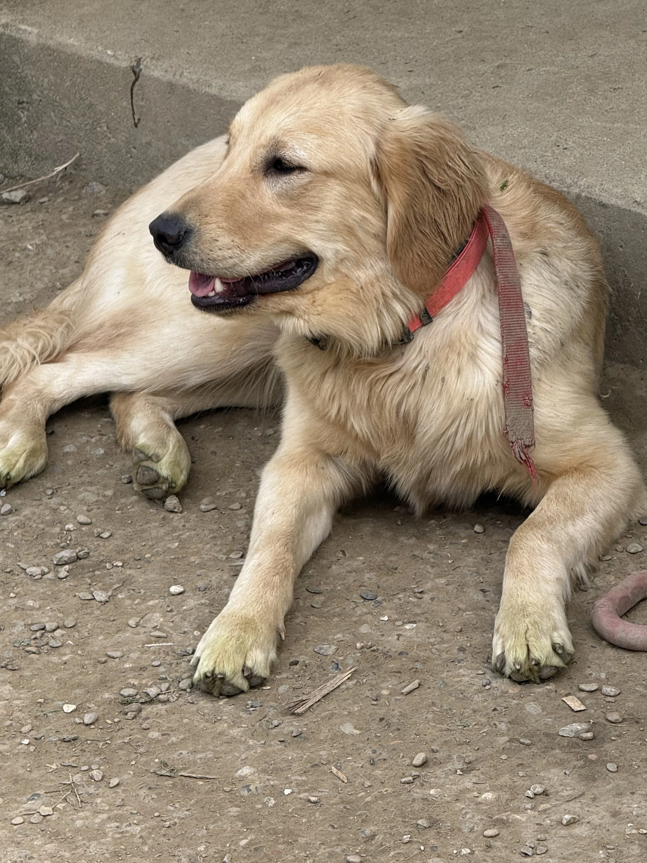 Golden retriever lying on dirt ground, with a red collar and leash, near a curb, with small rocks and twigs around.