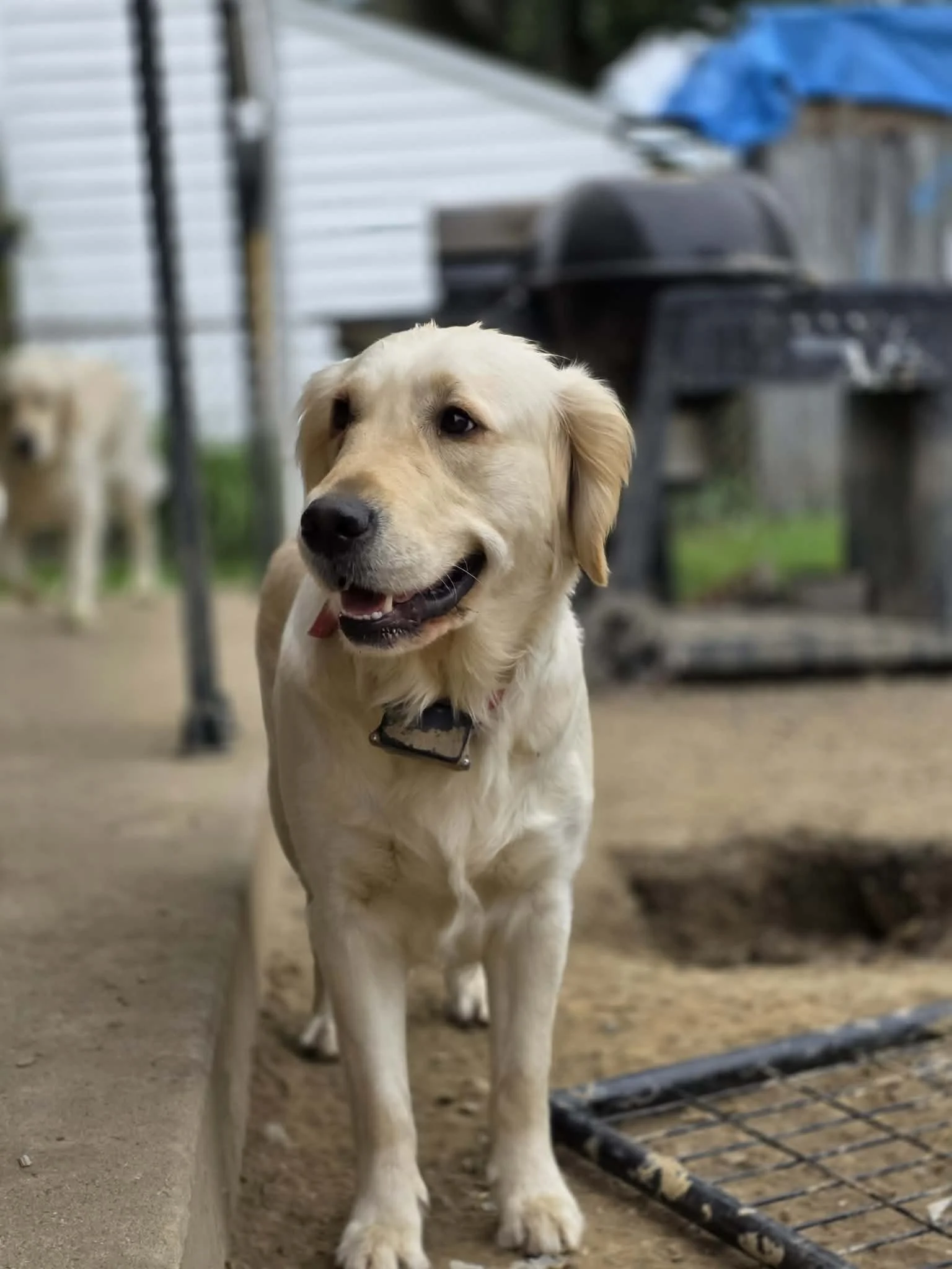 A happy Golden Retriever puppy in a kennel, with another puppy visible in the background, a blue tarp, and a metal fence.