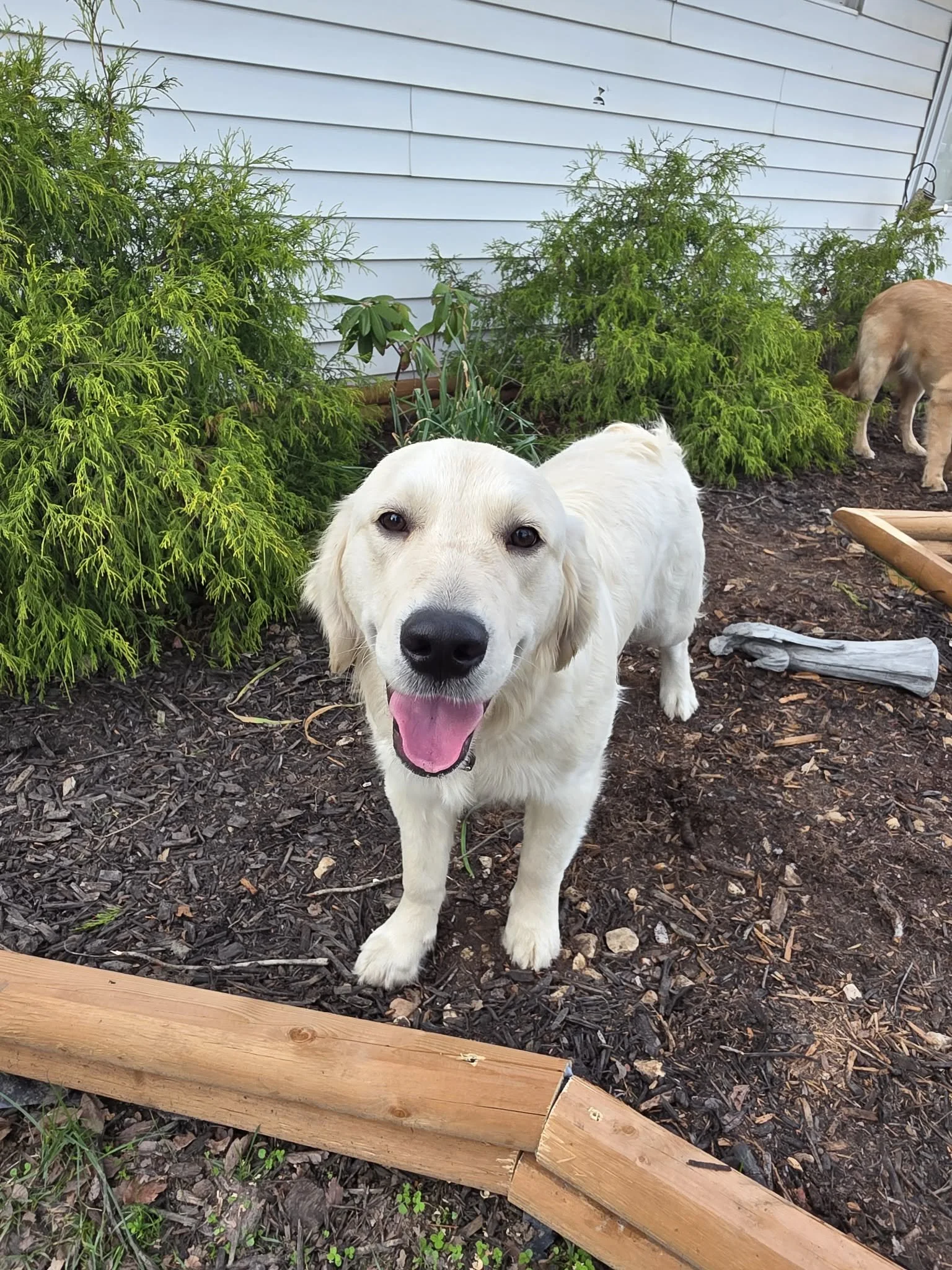 A happy golden retriever puppy with cream-colored fur standing on dark soil in a garden with green shrubs and a white house wall in the background.