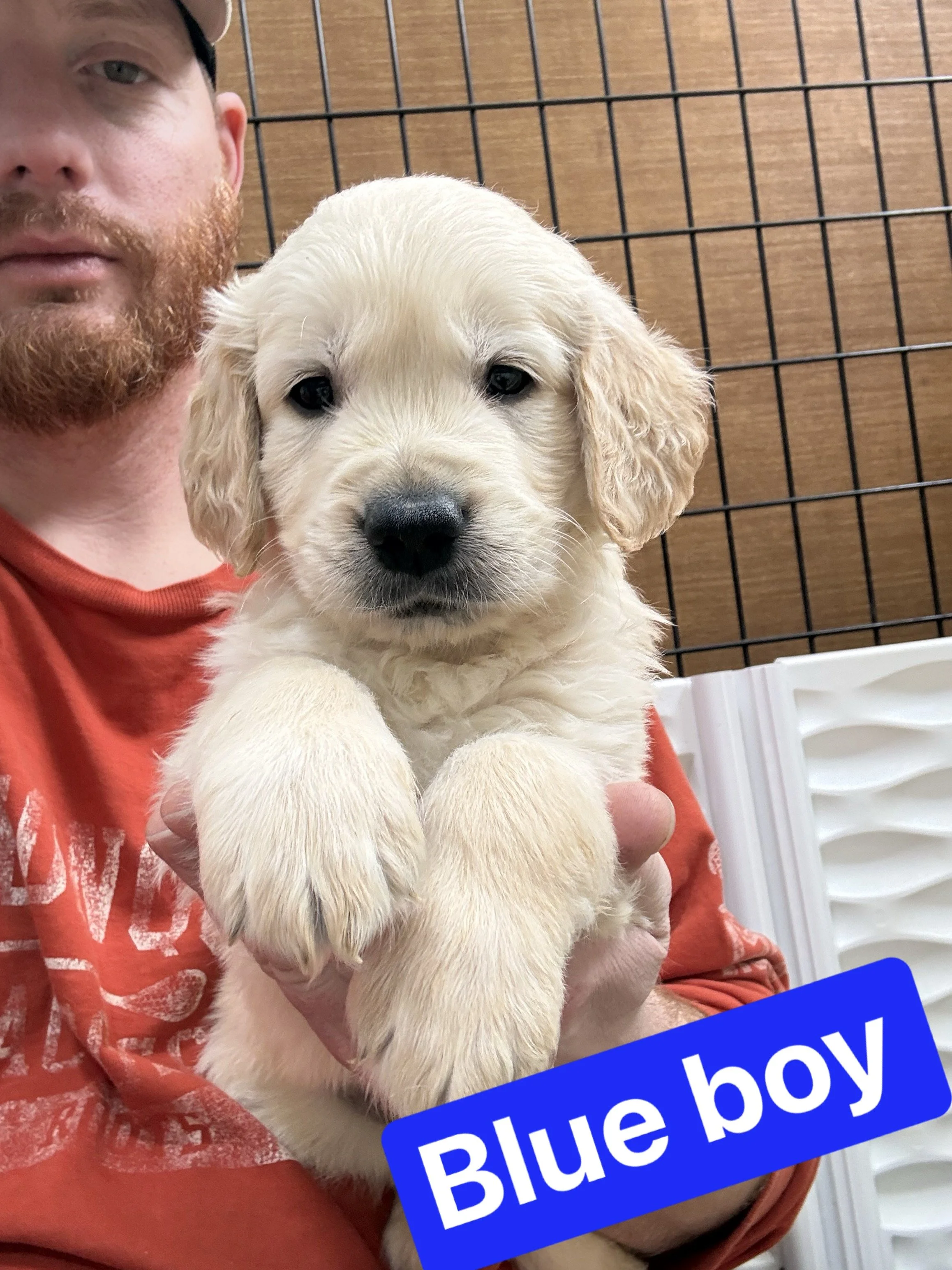 A man holding a light-colored puppy with a sign saying 'Blue boy' in blue background with white text