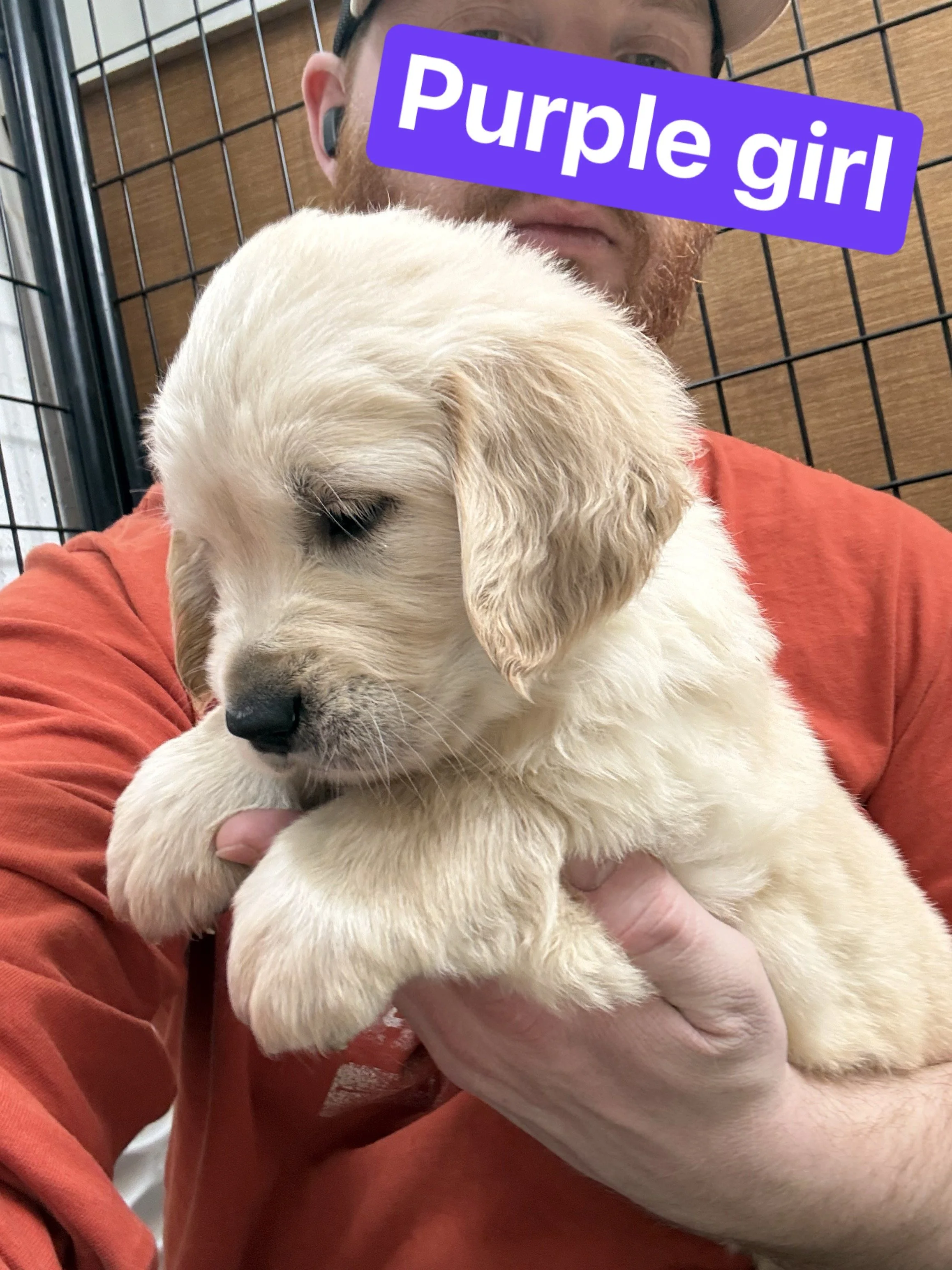 A man holding a adorable light-colored puppy with closed eyes, with a purple label saying 'Purple girl' added to the photo.