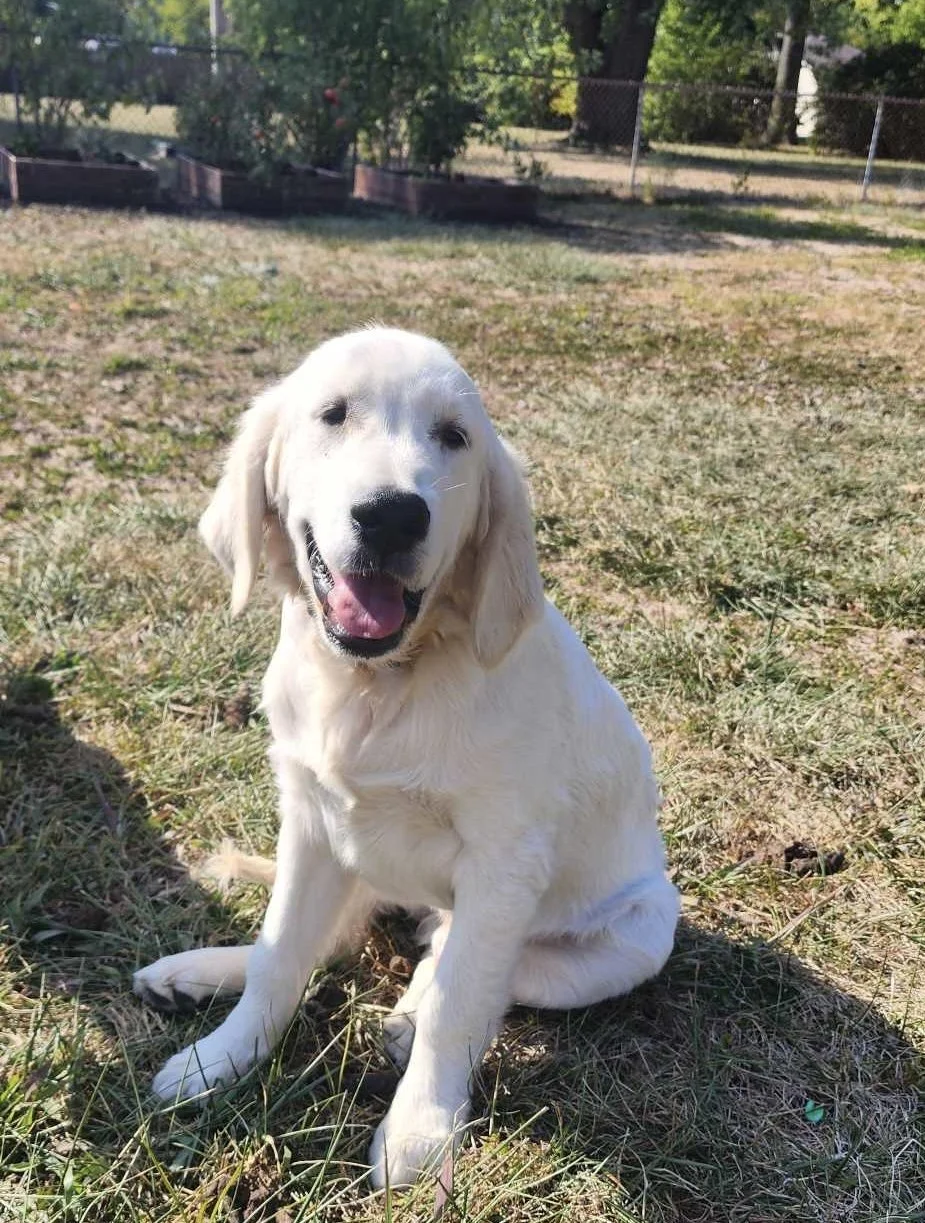 A happy, cream-colored Labrador Retriever puppy sitting on grass in a backyard