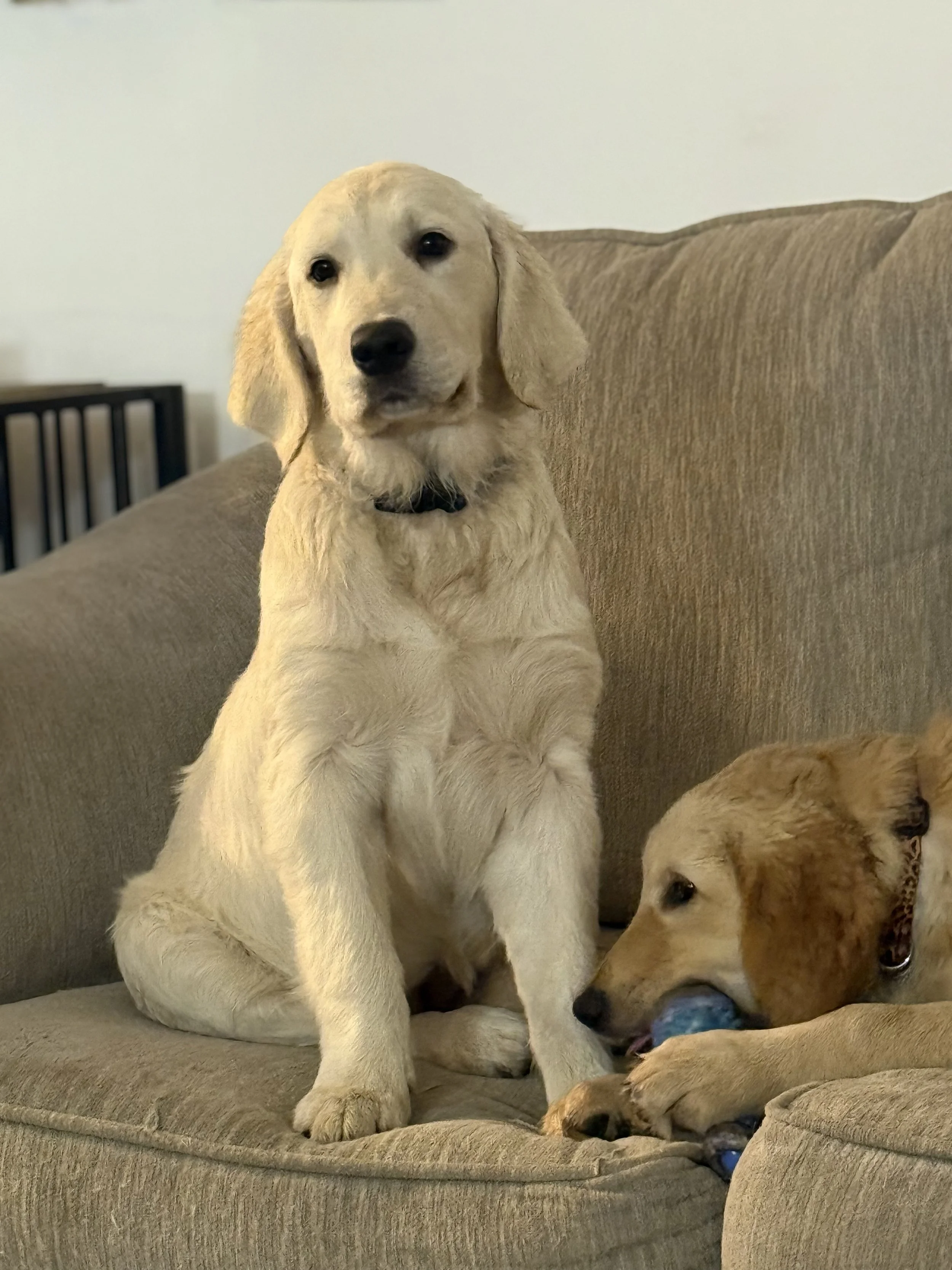 A cute golden retriever puppy lying on a couch, smiling with an open mouth, in front of a decorative pillow.