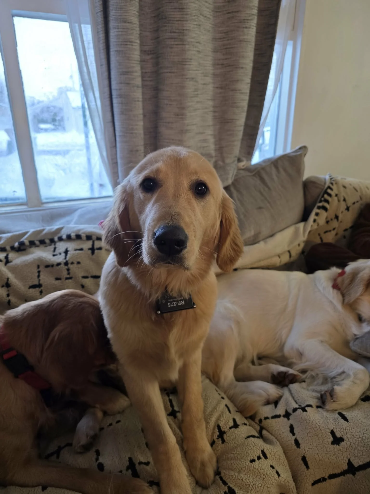 A yellow Labrador Retriever puppy looking directly at the camera, sitting on a patterned blanket on a couch with a beige pillow behind it, indoors near a window with beige curtains.