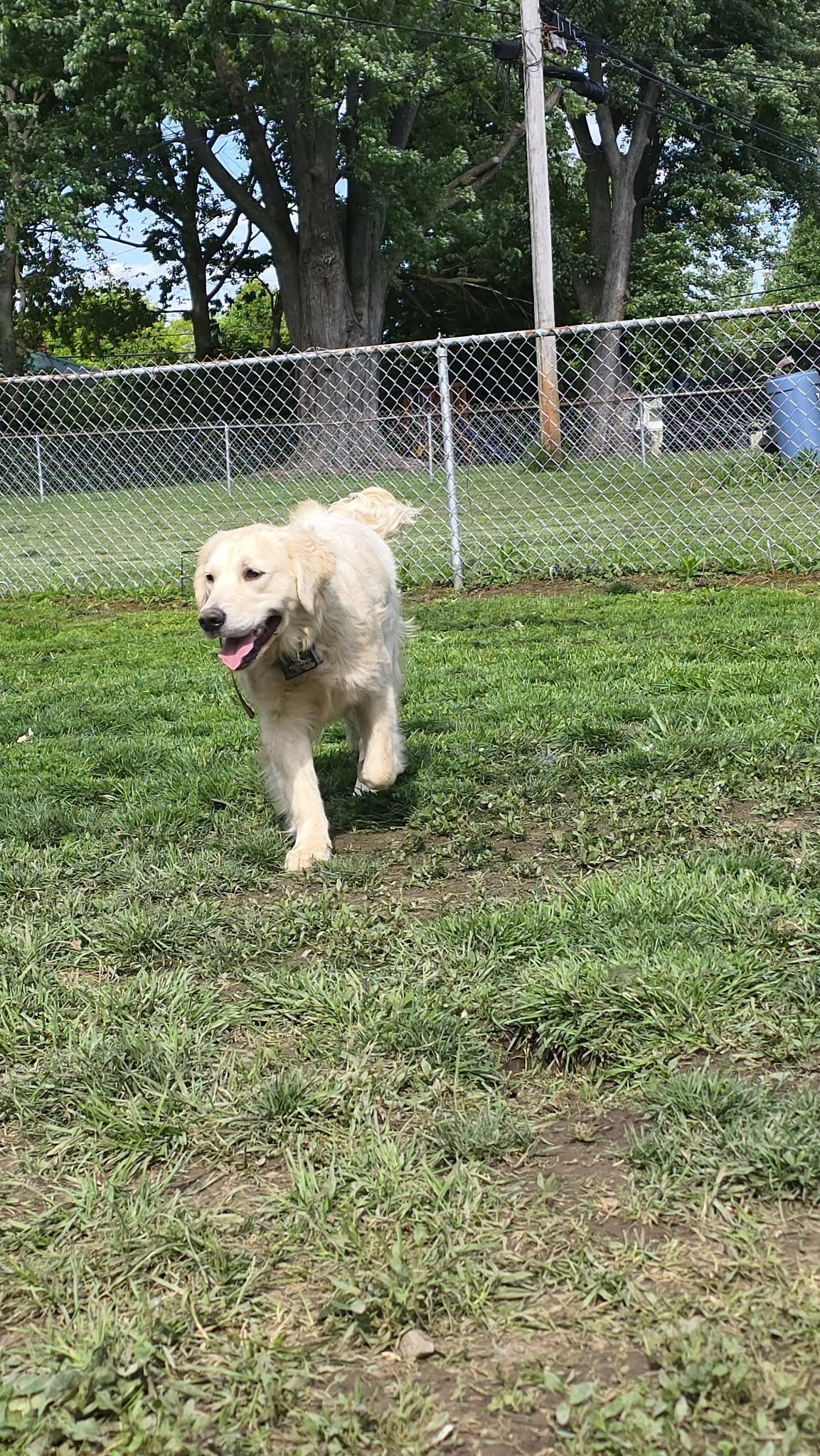Golden retriever puppy running on grass in a yard with a chain-link fence, trees, and utility poles in the background.