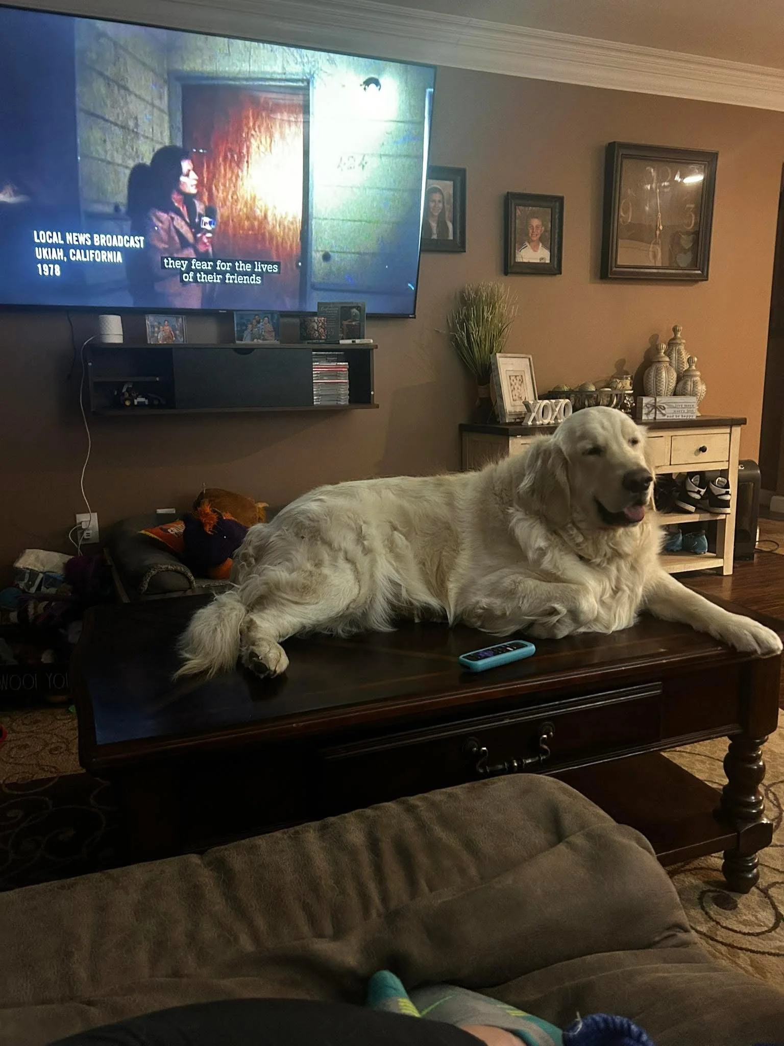 A large, cream-colored dog lying on a wooden coffee table in a cozy living room, with a TV screen showing news footage in the background. The dog appears relaxed and happy, with its tongue slightly out.